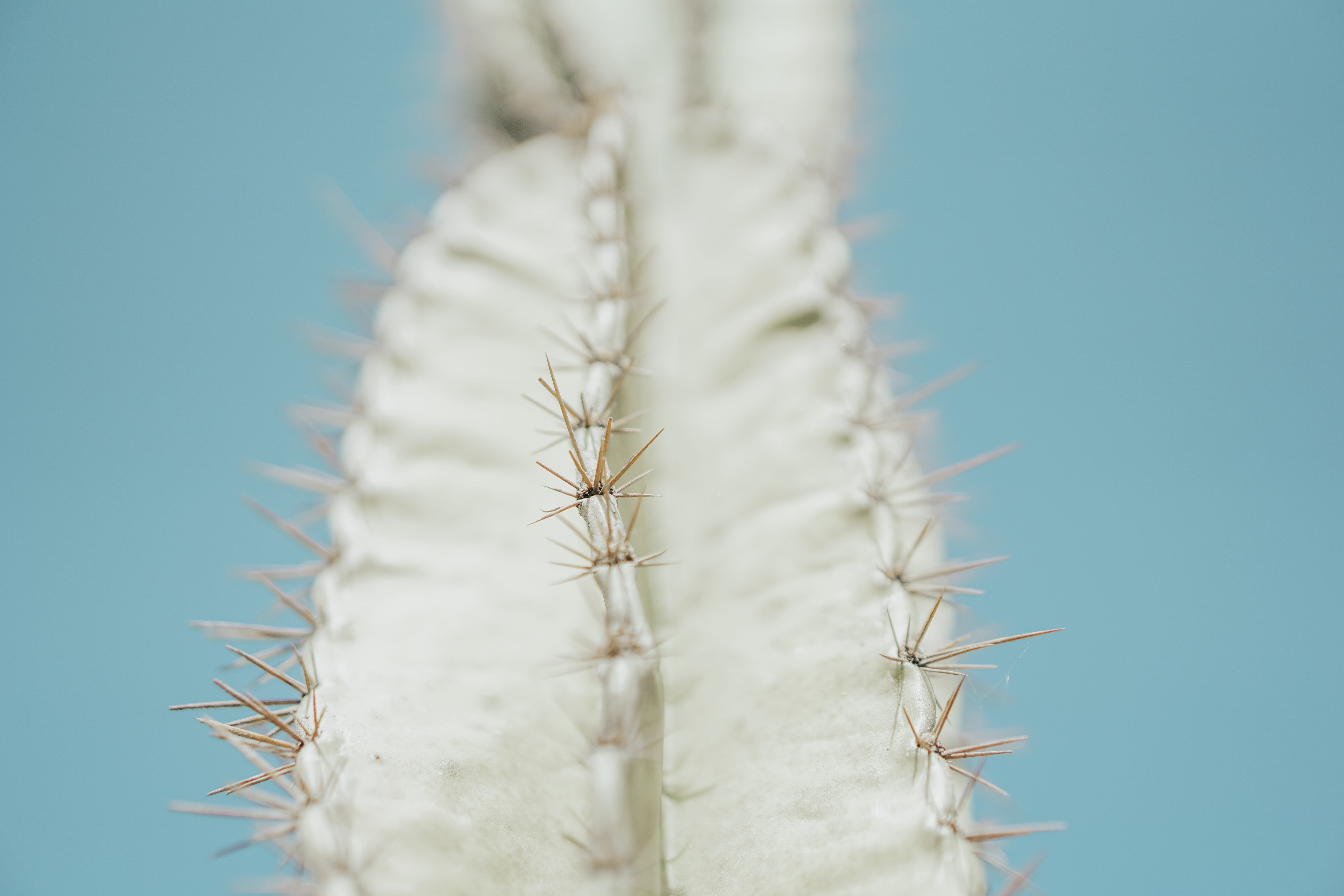 cowboy hat, photography, flower, no people, apparel, animal, spiked, 5K, onecolor, green, focus on foreground, day, plant, tosca, rubber eraser, growth, HD Wallpaper