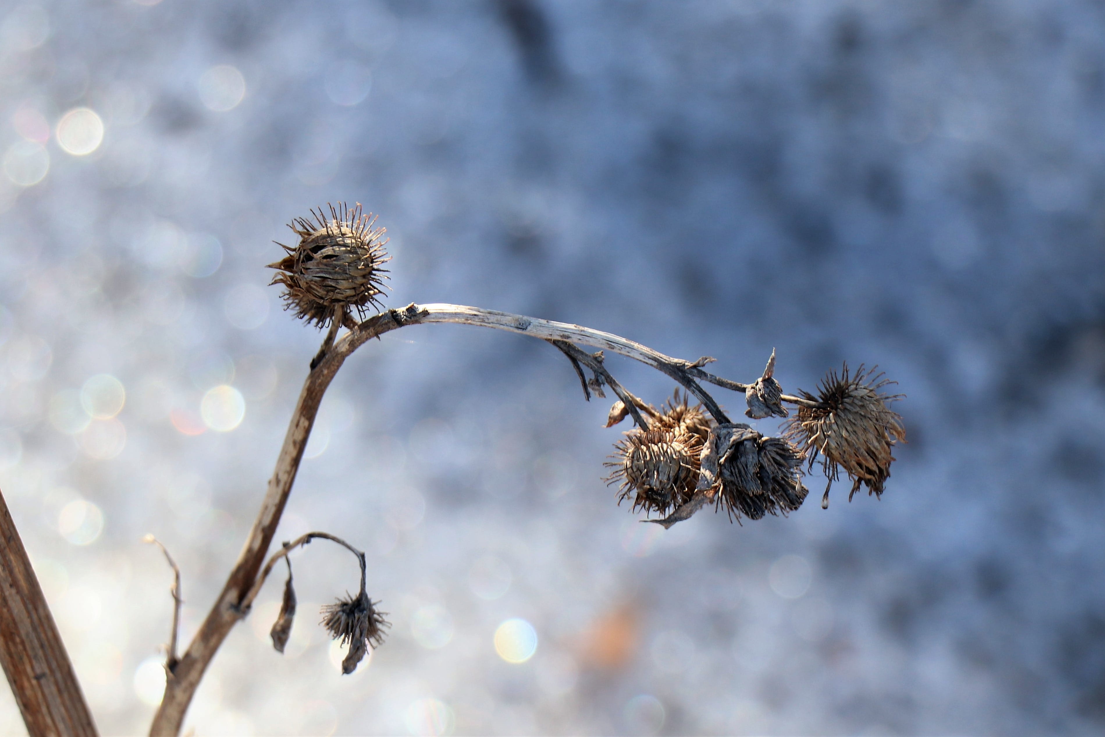 winter, outdoors, focus on foreground, sepal, close-up, coldly, flower head, flower, tranquility, tosca, day, thistle, wilted plant, dried plant, no people, HD Wallpaper