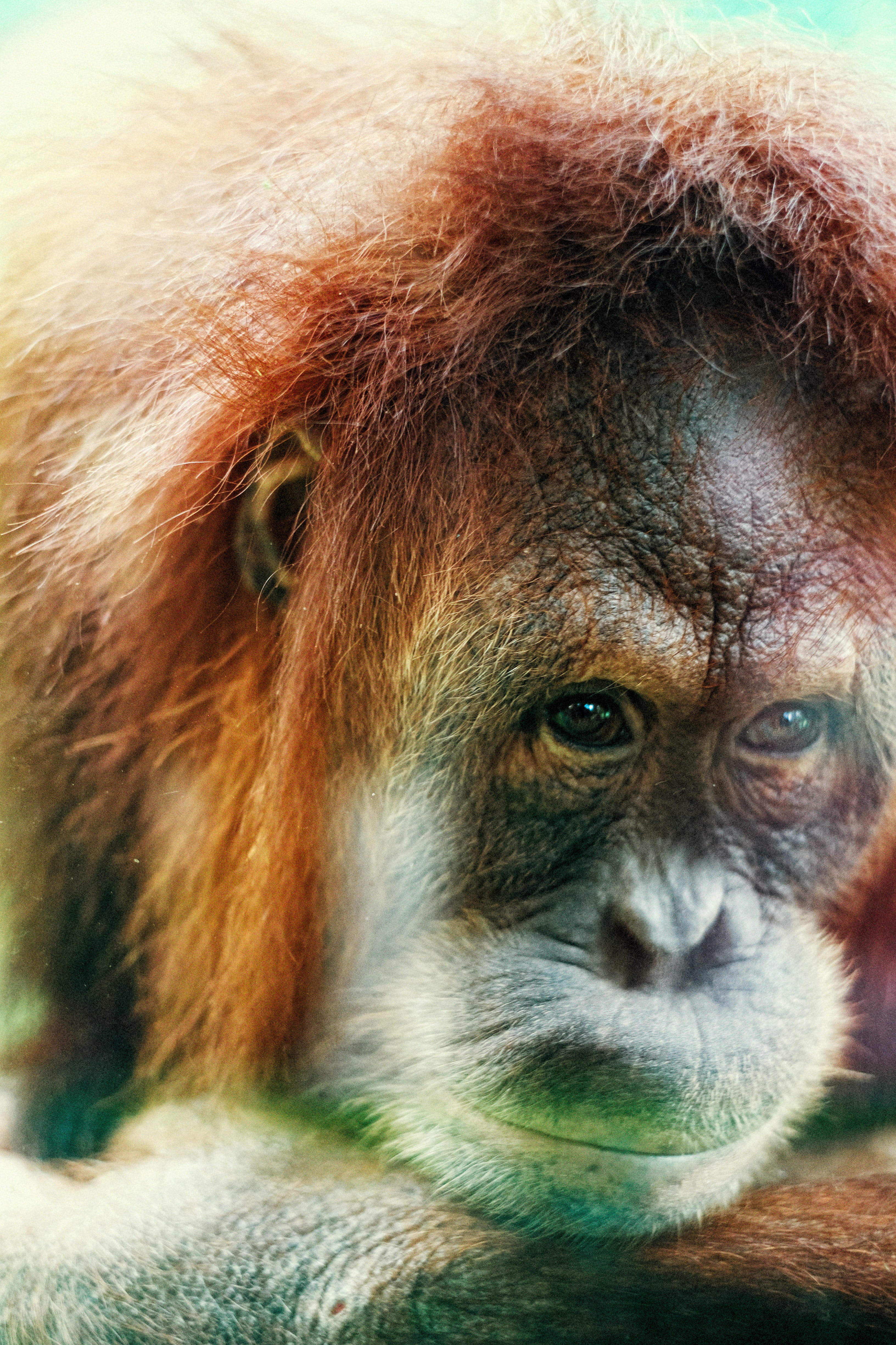 orangutan, looking away, animal wildlife, animals In The Wild, no people, one animal, animal eye, animal body part, animal head, mammal, endangered Species, Phone HD Wallpaper