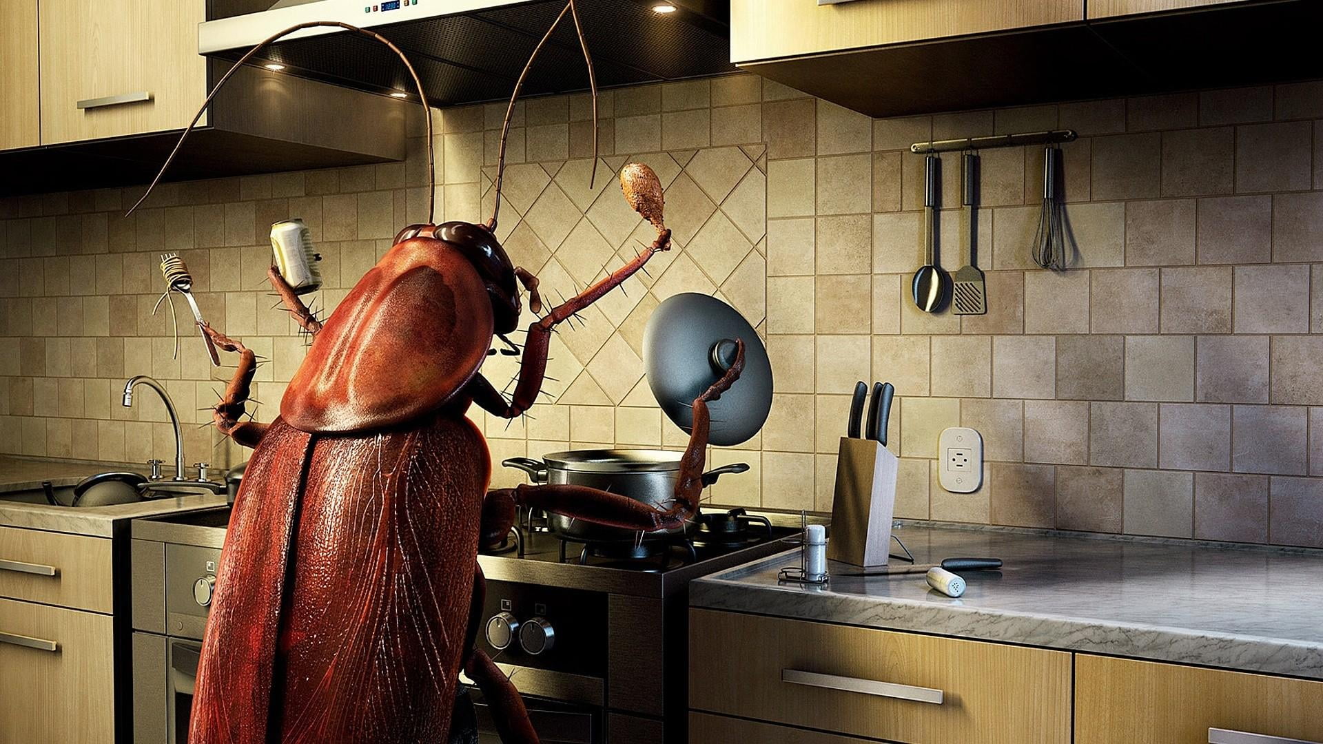 metal, musical instrument, stove, tile, funny, home interior, food, kitchen, 1080P, preparation, home, domestic kitchen, oven, freshness, household equipment, HD Wallpaper
