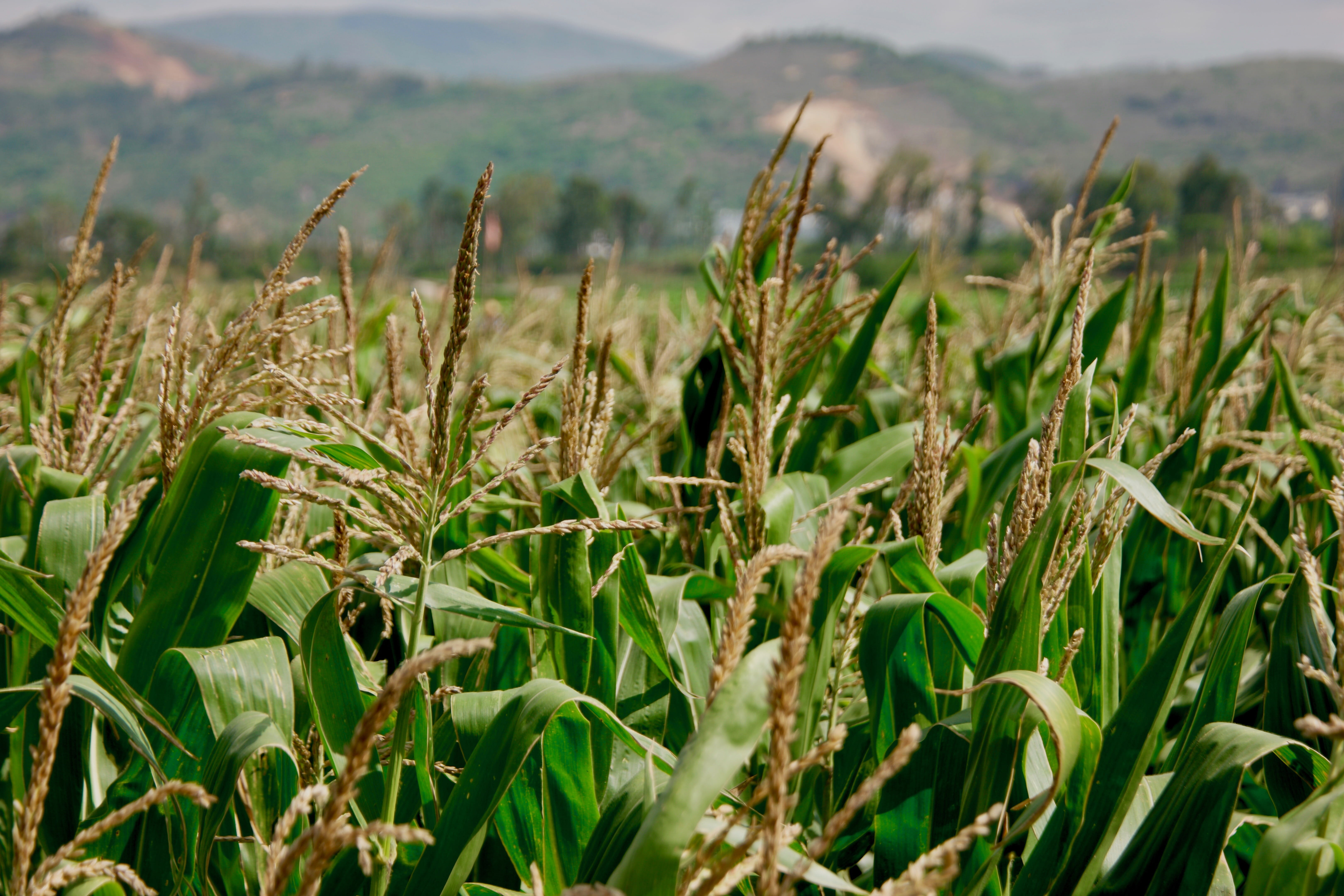 mountain, vase, rural scene, pottery, close-up, scenics - nature, china, 5K, farm, vegetation, field, beauty in nature, focus on foreground, wheat, environment, HD Wallpaper