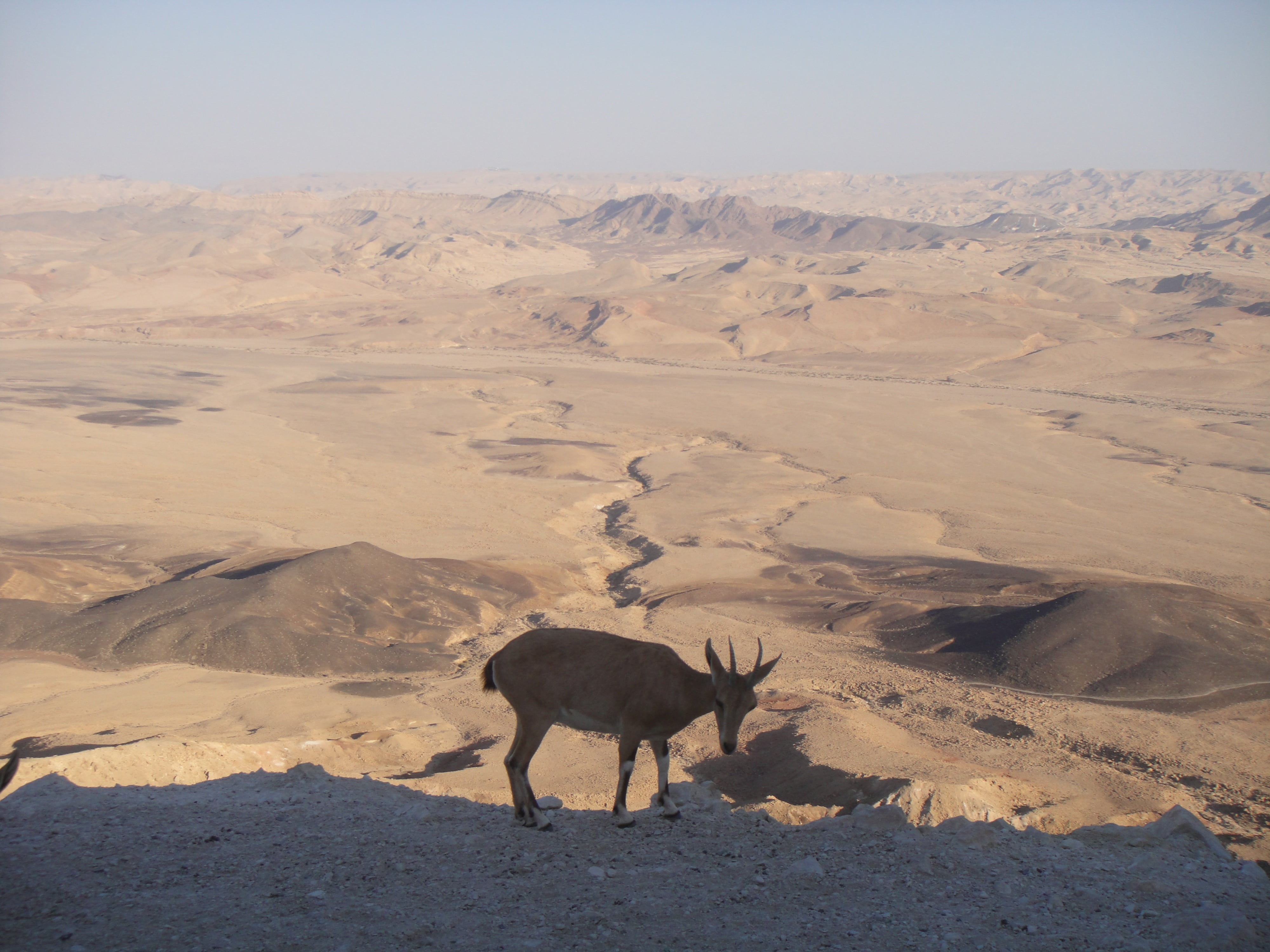 nature, one animal, outdoors, animal themes, environment, vertebrate, herbivorous, animal wildlife, no people, land, neguev, mitzpe ramon, mountain, sand, HD Wallpaper