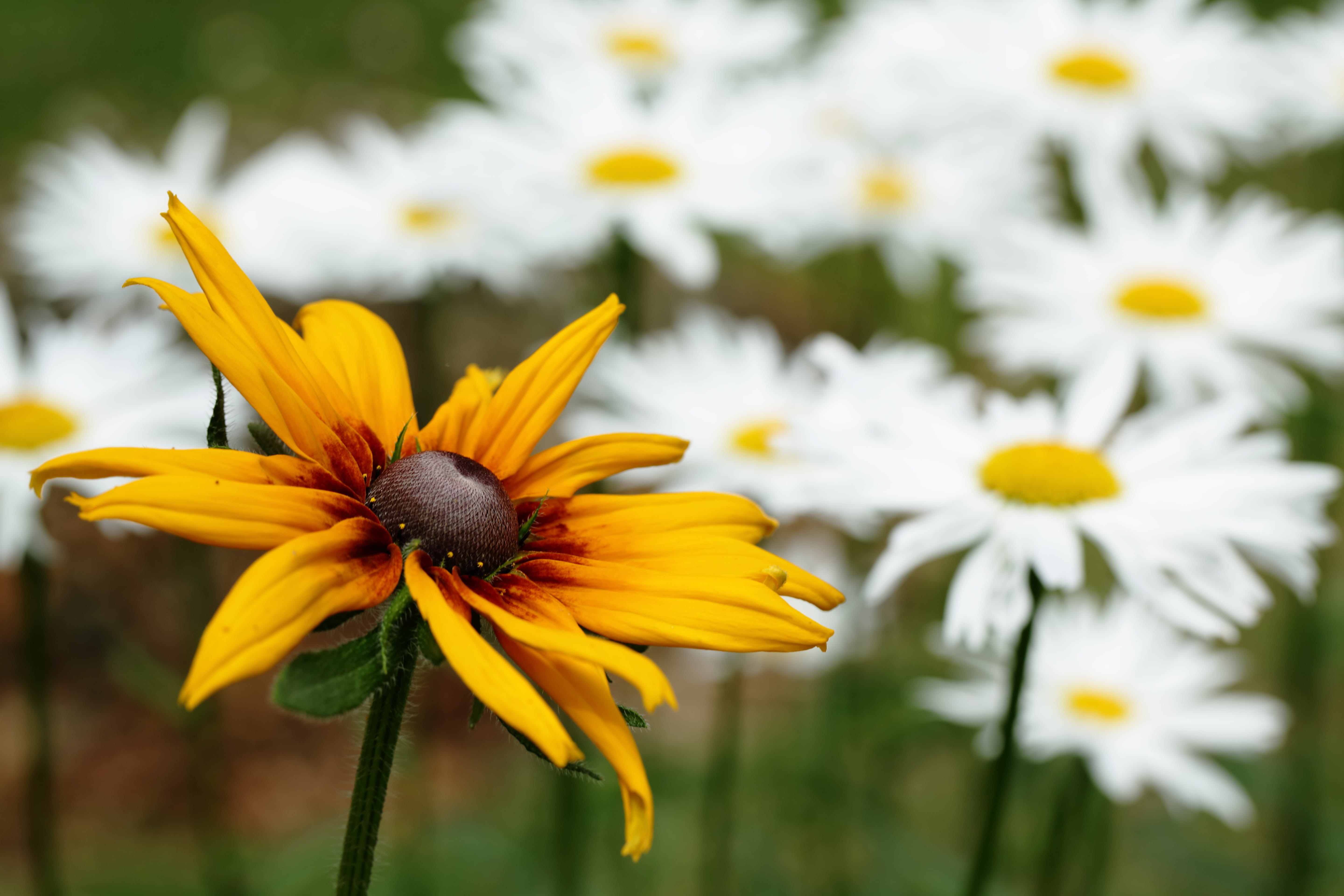 one animal, vulnerability, pollination, freshness, flower, outdoors, 5K, springtime, flowering plant, focus on foreground, growth, close-up, daisy, Keywords, HD Wallpaper