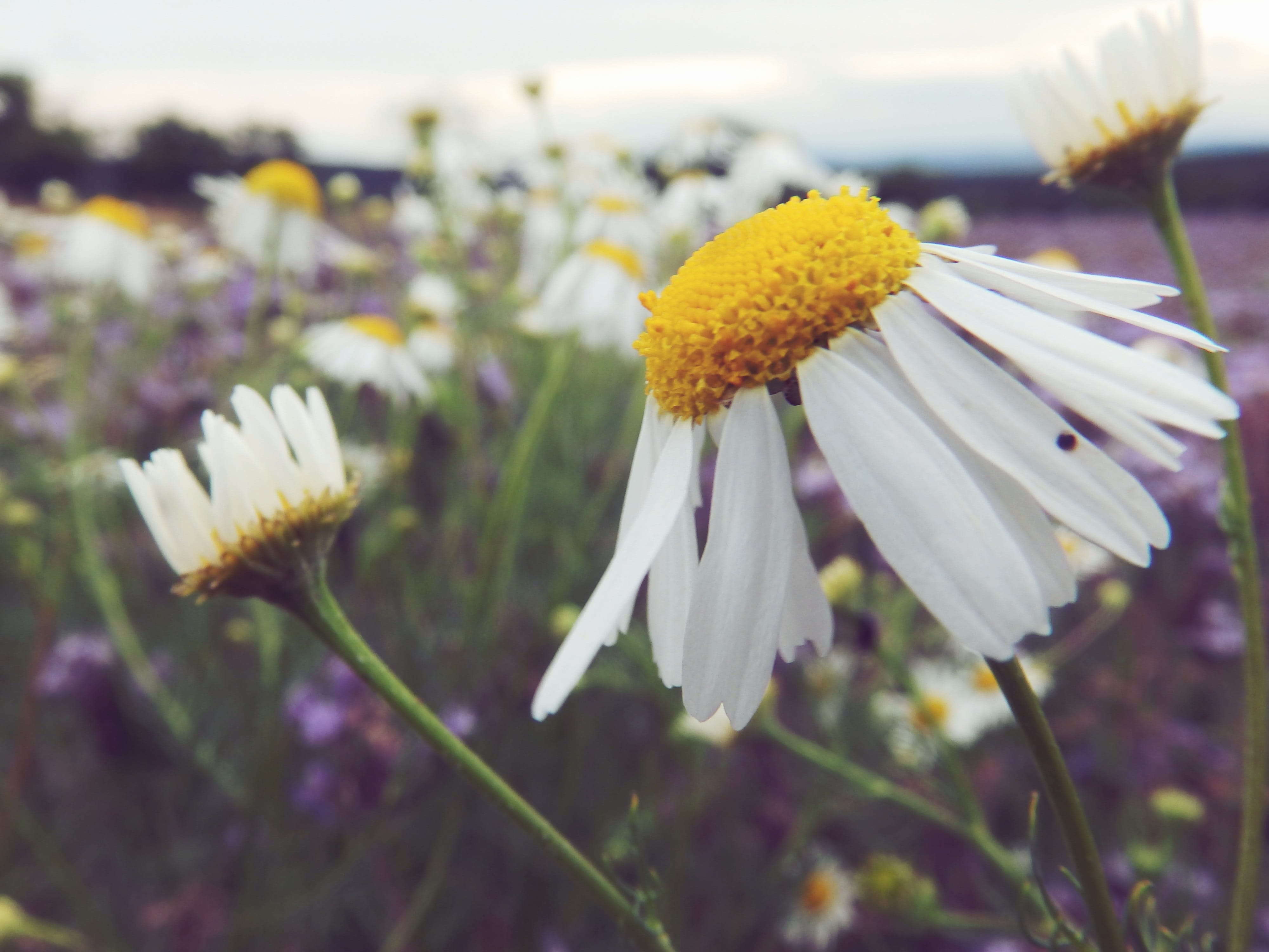 heaven, Nature, romance, vulnerability, outdoors, focus on foreground, season, grass, day, green, fragility, plants, flowering, plant stem, pollen, Flower, HD Wallpaper