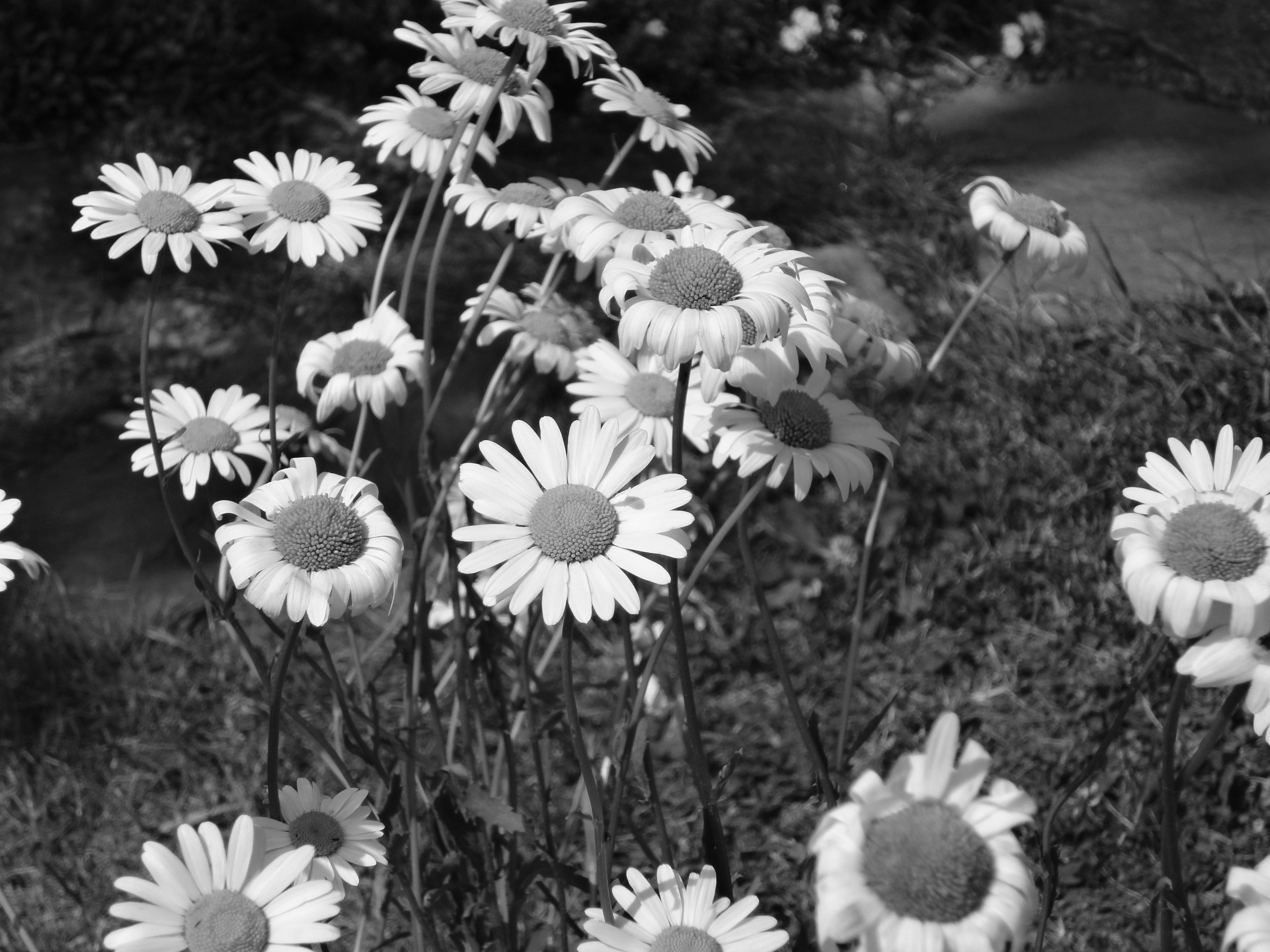 vulnerability, botany, land, petal, 4K, white, beauty in nature, no people, summer, flower head, spring, close-up, flowering plant, meadow, keywords fotomontáž, HD Wallpaper