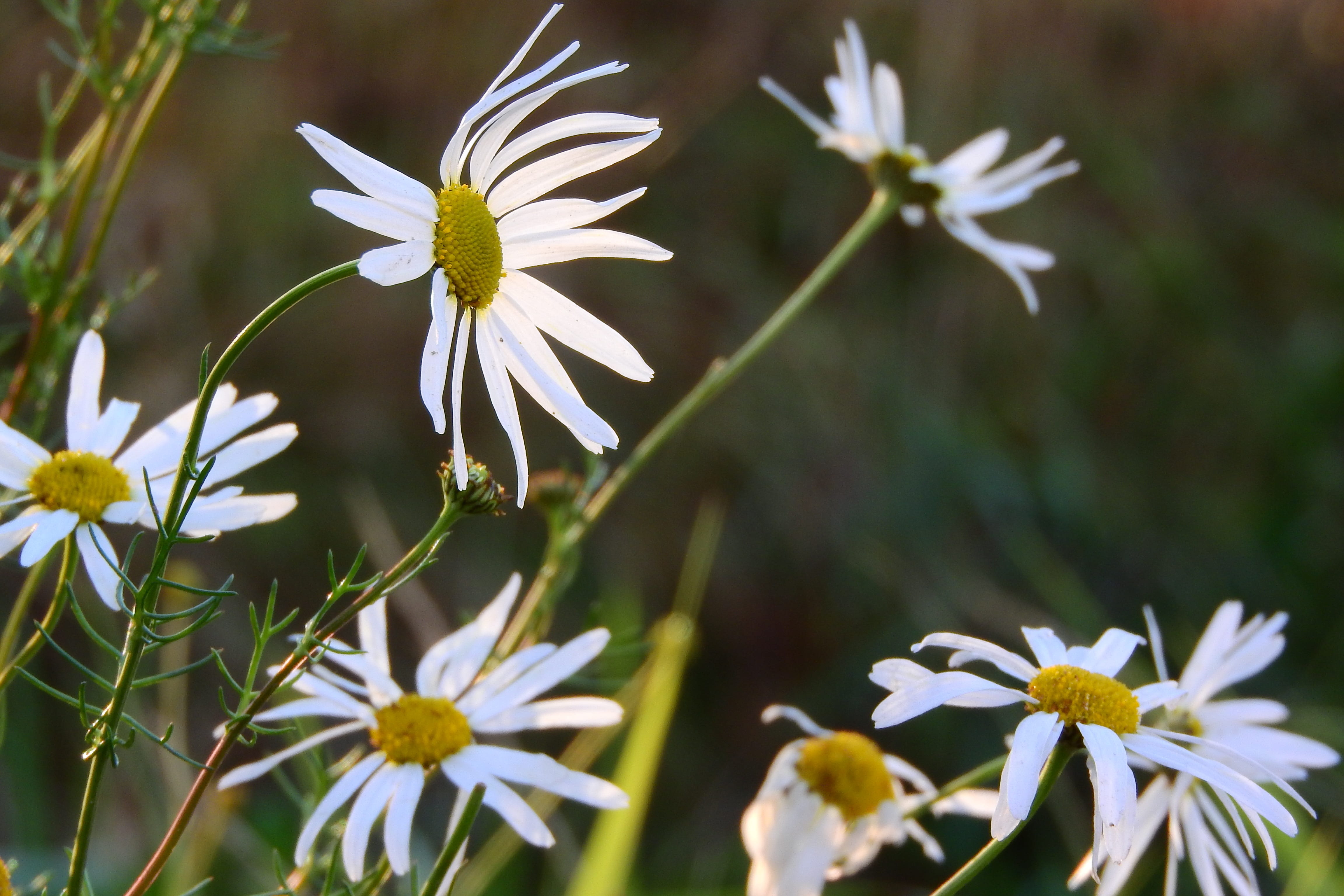 freshness, flower, fragility, summer, petal, meadow, flower head, White, 4K, vulnerability, springtime, flowerbed, Keywords, outdoors, keywords fotomontáž, HD Wallpaper