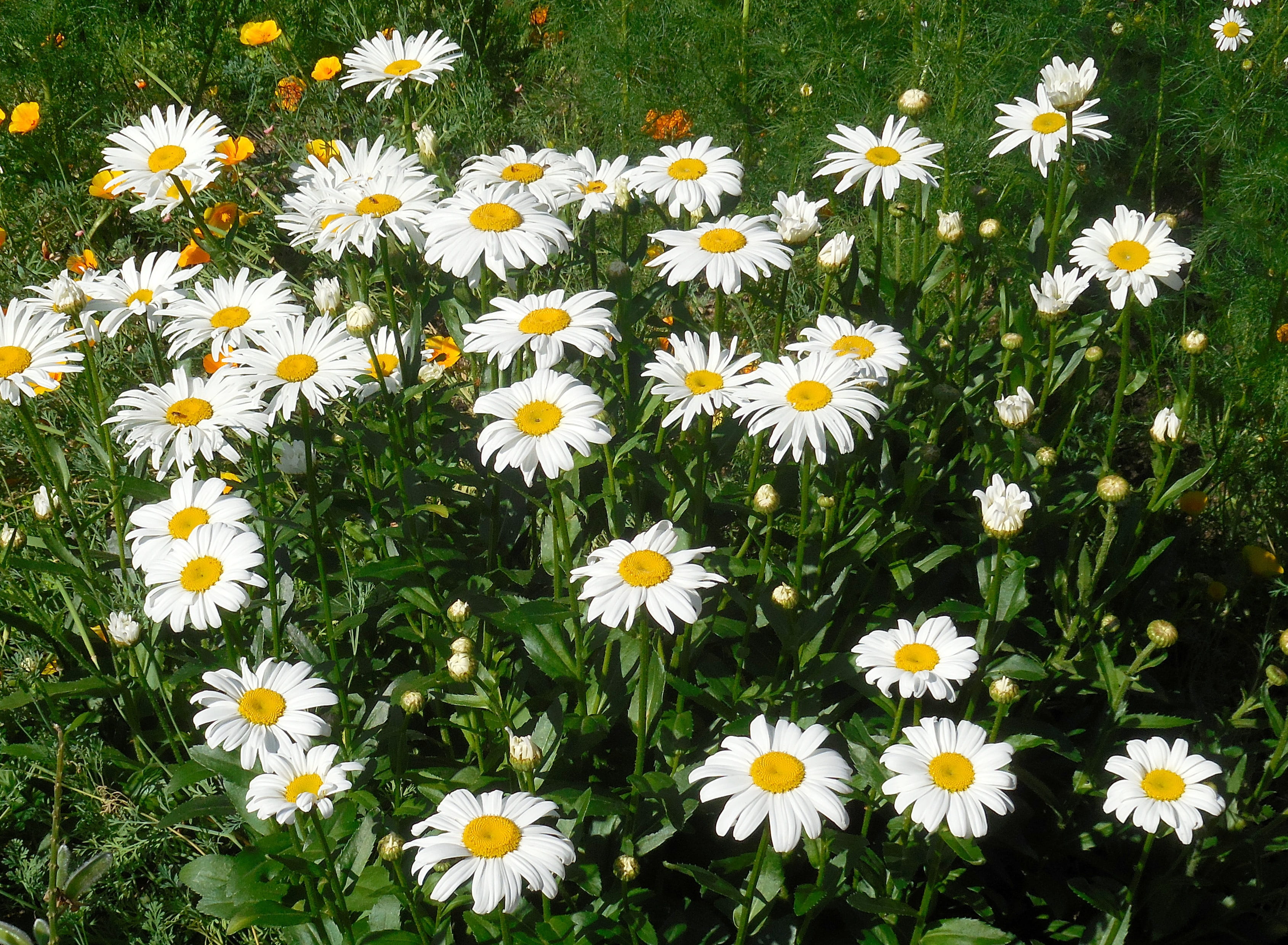 close-up, daisy, yellow, no people, fragility, flowerbed, beauty in nature, freshness, plant, flower, outdoors, petal, keywords fotomontáž, vulnerability, HD Wallpaper