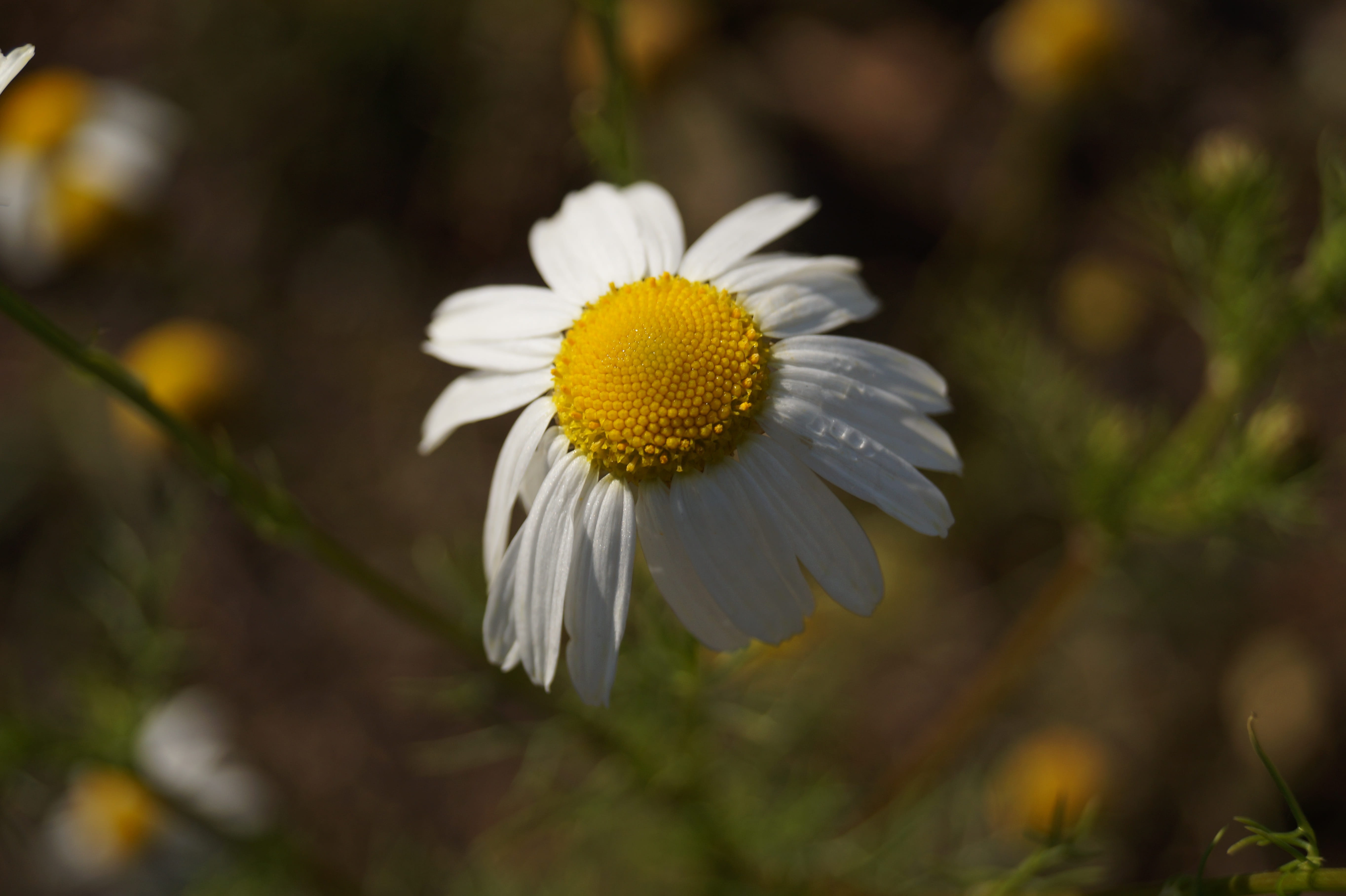 flowering plant, no people, beauty in nature, plant, growth, summer, outdoors, Nature, pollen, White, springtime, vulnerability, petal, 5K, Flower, inflorescence, HD Wallpaper