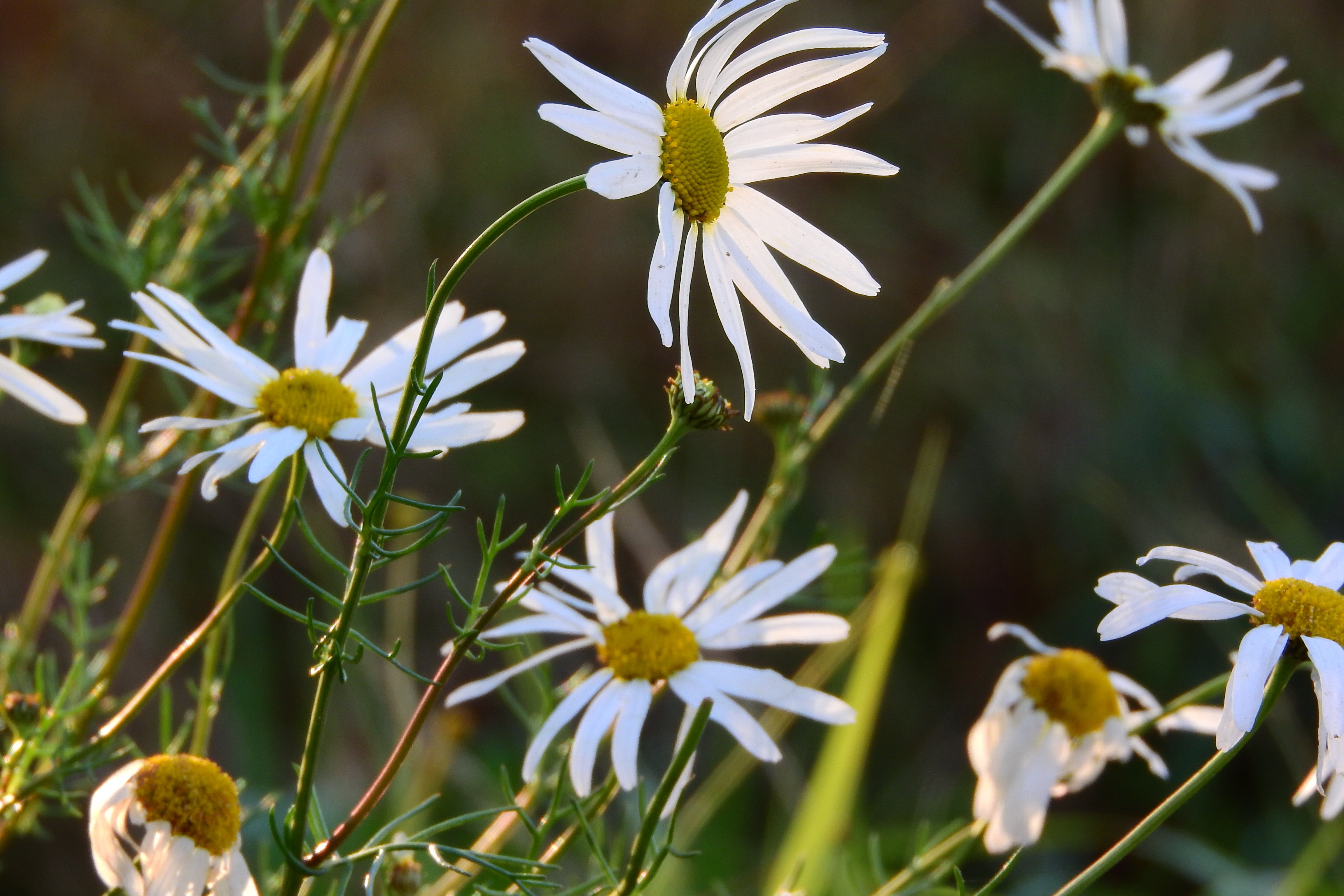 focus on foreground, flower, selective focus, flower head, meadow flowers, day, freshness, inflorescence, vulnerability, nature, close-up, fragility, petal, HD Wallpaper