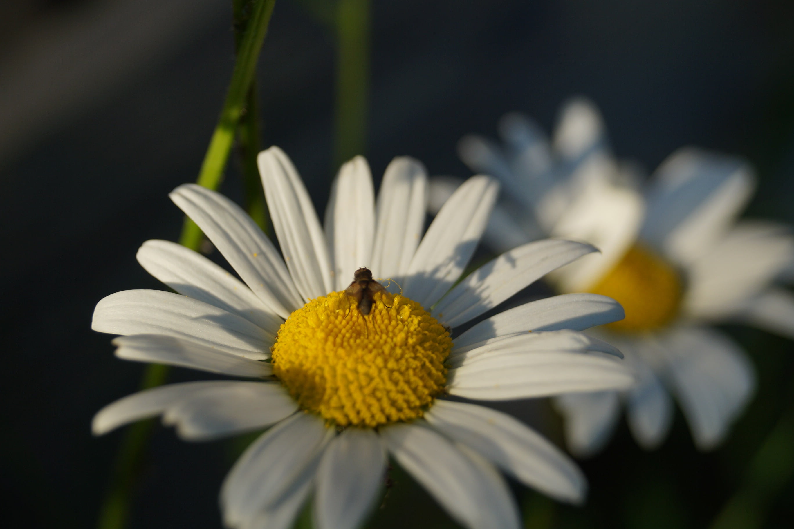 springtime, freshness, daisy, vulnerability, animal wildlife, pollination, flower, summer, keywords fotomontáž, plant, animal, close-up, fly, nature flower, HD Wallpaper