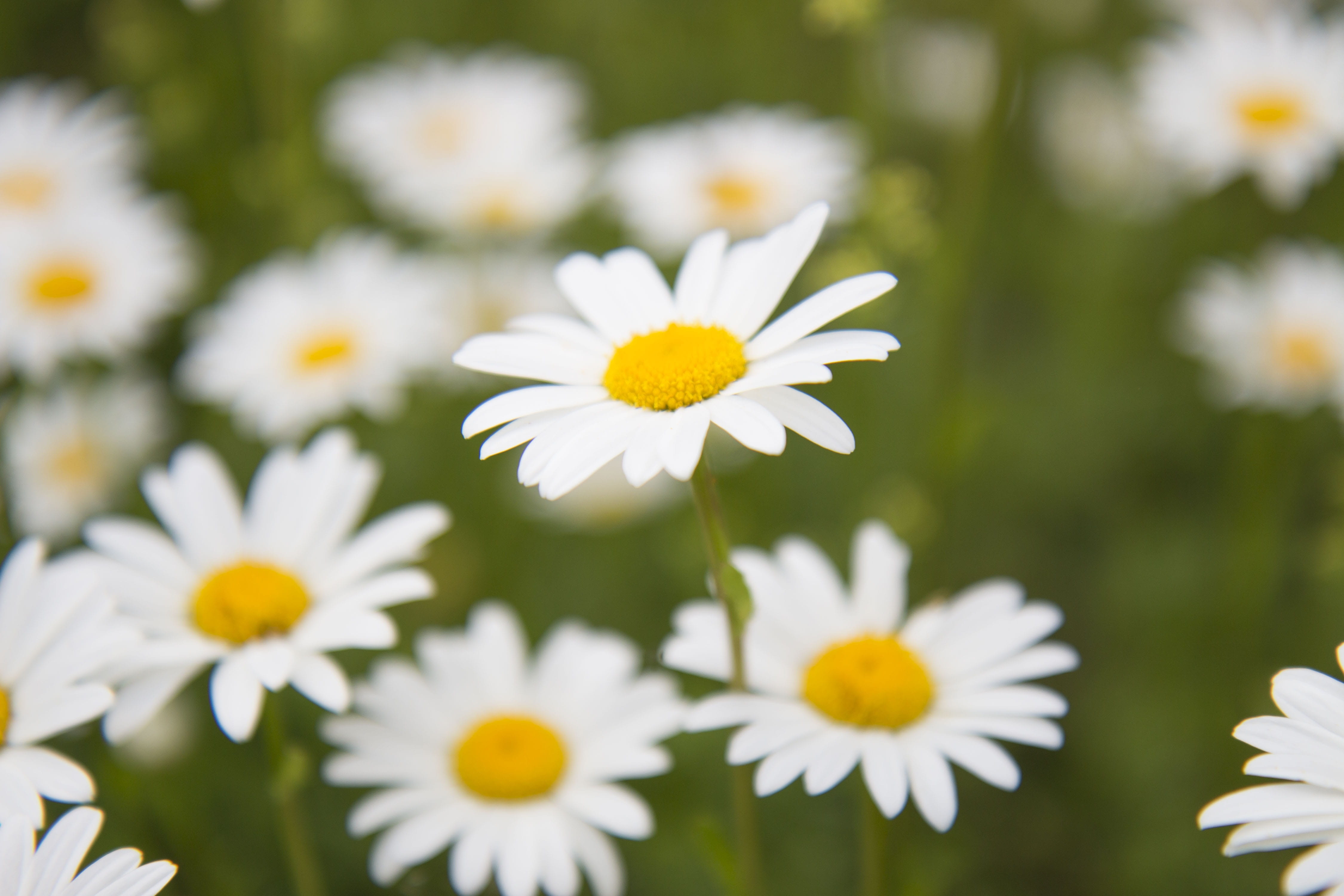 plant, keywords fotomontáž, pollen, meadow meadow, yellow, flower head, white color, summer, flowering plant, 4K, fragility, growth, freshness, selective focus, HD Wallpaper