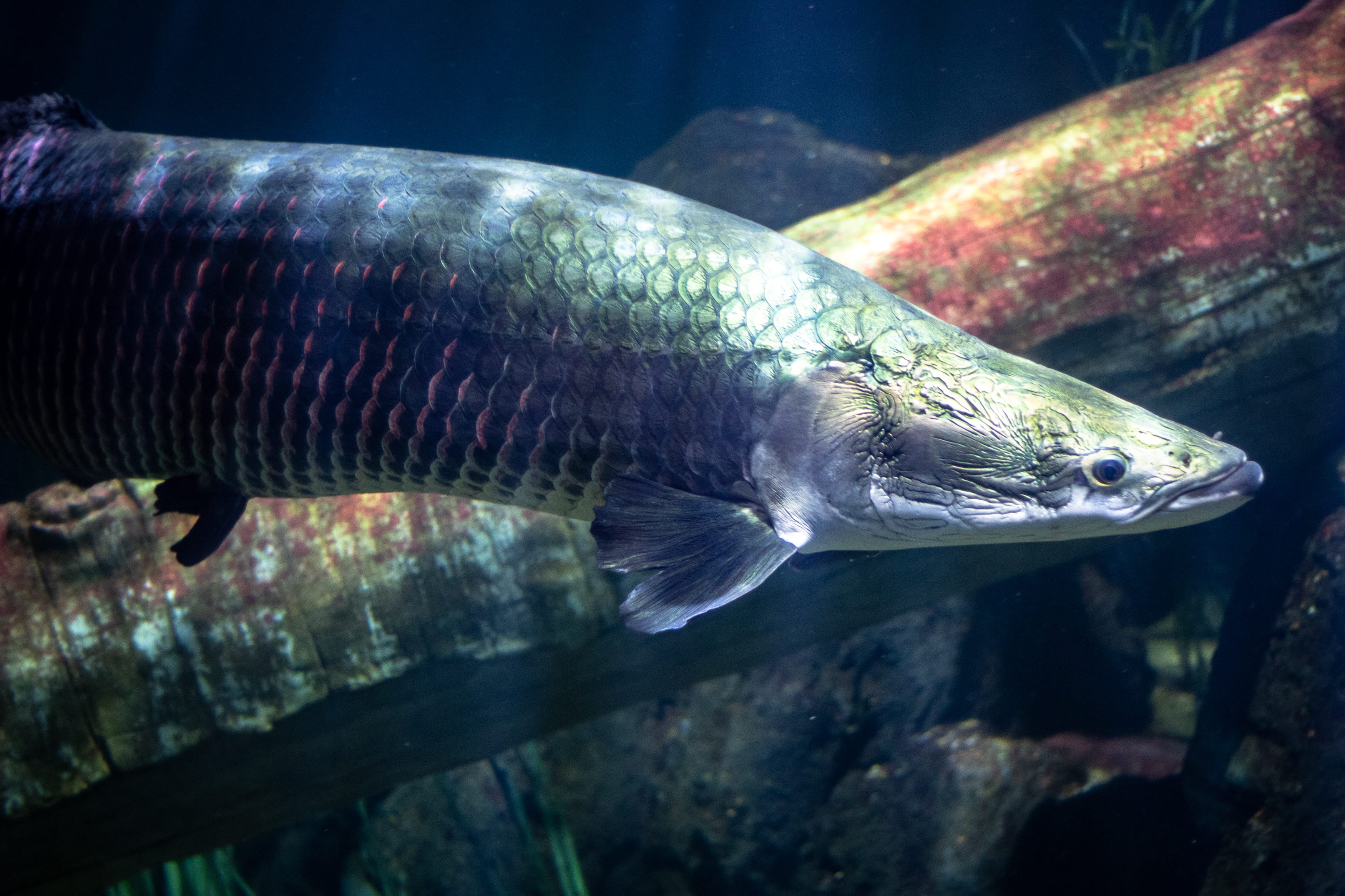 animals in captivity, one animal, aquatic, 2K, school of fish, carp, marine life, underwater, sea, fish, chattanooga, marine, chattanooga, cod, arapaima, HD Wallpaper