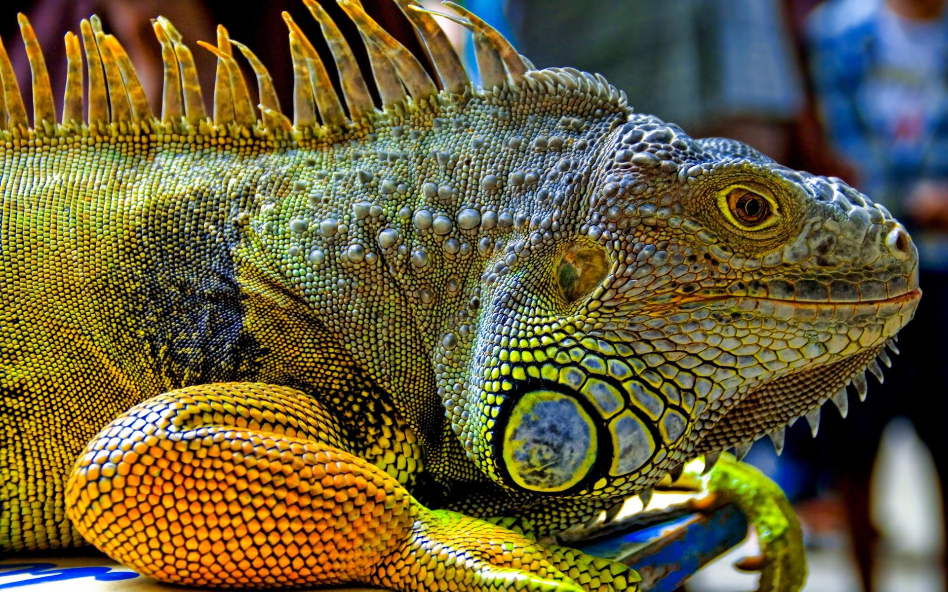 female, colourful, 1080P, scales, iguana, reptile, animals, creature, lizard, HD Wallpaper