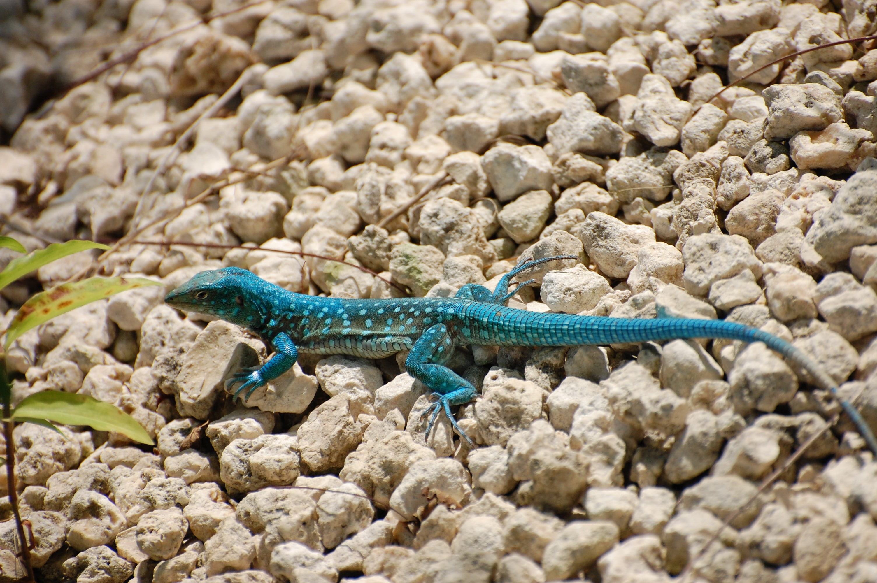 rock - object, animal, vertebrate, day, lizards, animal wildlife, stone - object, 2K, camouflage, teal, solid, one animal, animal themes, blue, no people, HD Wallpaper