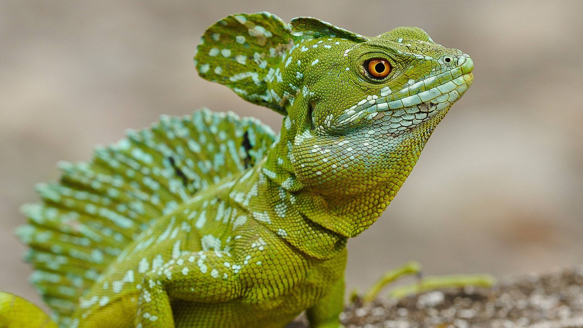 animal themes, animals in the wild, green color, outdoors, animal eye, day, vertebrate, animal, iguana, one animal, animal scale, animals, land, 1080P, HD Wallpaper