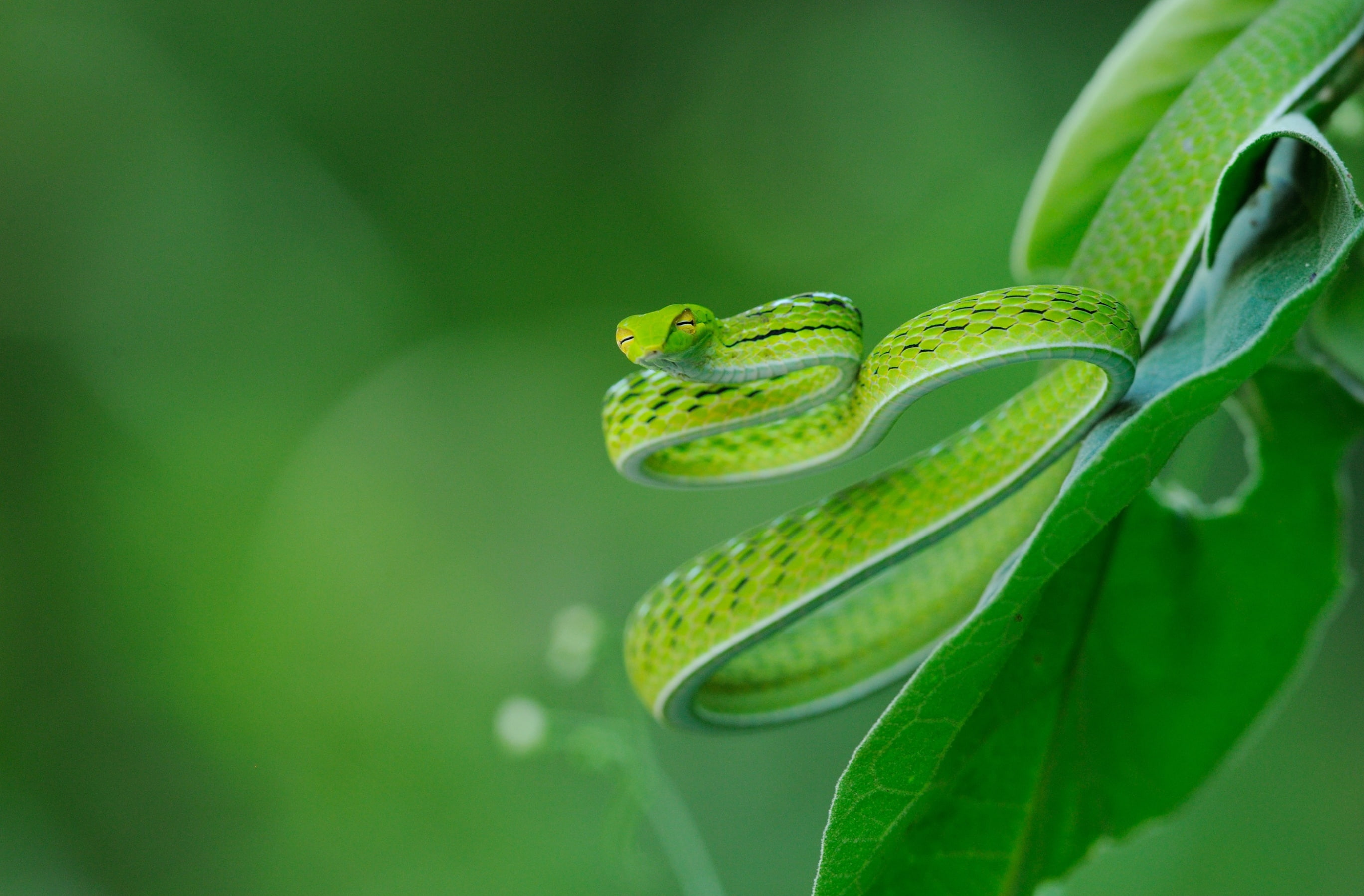 Reptiles and Frogs, drop, leaf, beauty in nature, one animal, Asian vine snake, nature, plant part, oriental whipsnake, no people, outdoors, water, Beautiful, HD Wallpaper