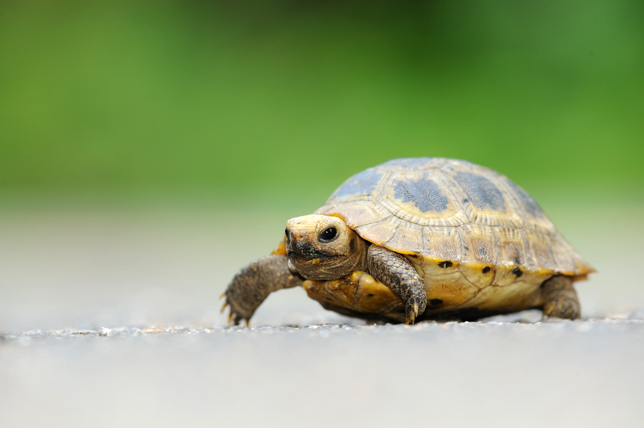 1080P, juvenile, nature, cute, turtles, com, Indotestudo  elongata, Testudines, animal Shell, wildlife, Elongated  Tortoise, slow, black, animal, Elongated Tortoise, HD Wallpaper