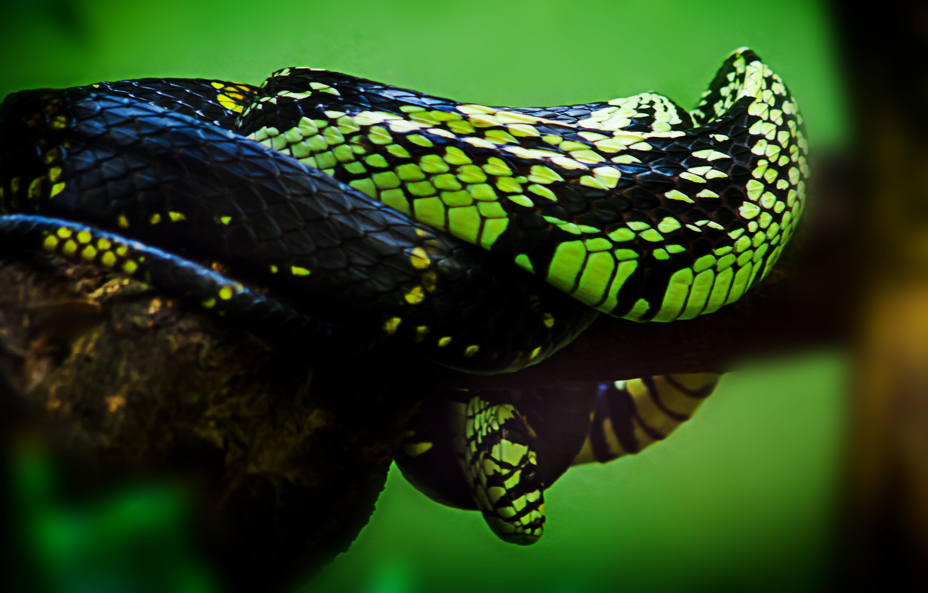 tropical rainforest, tilt, storm, aesthetic, close, green, animal wildlife, tongue, mystical, black, photo, black snake, close-up, wildlife photography, HD Wallpaper