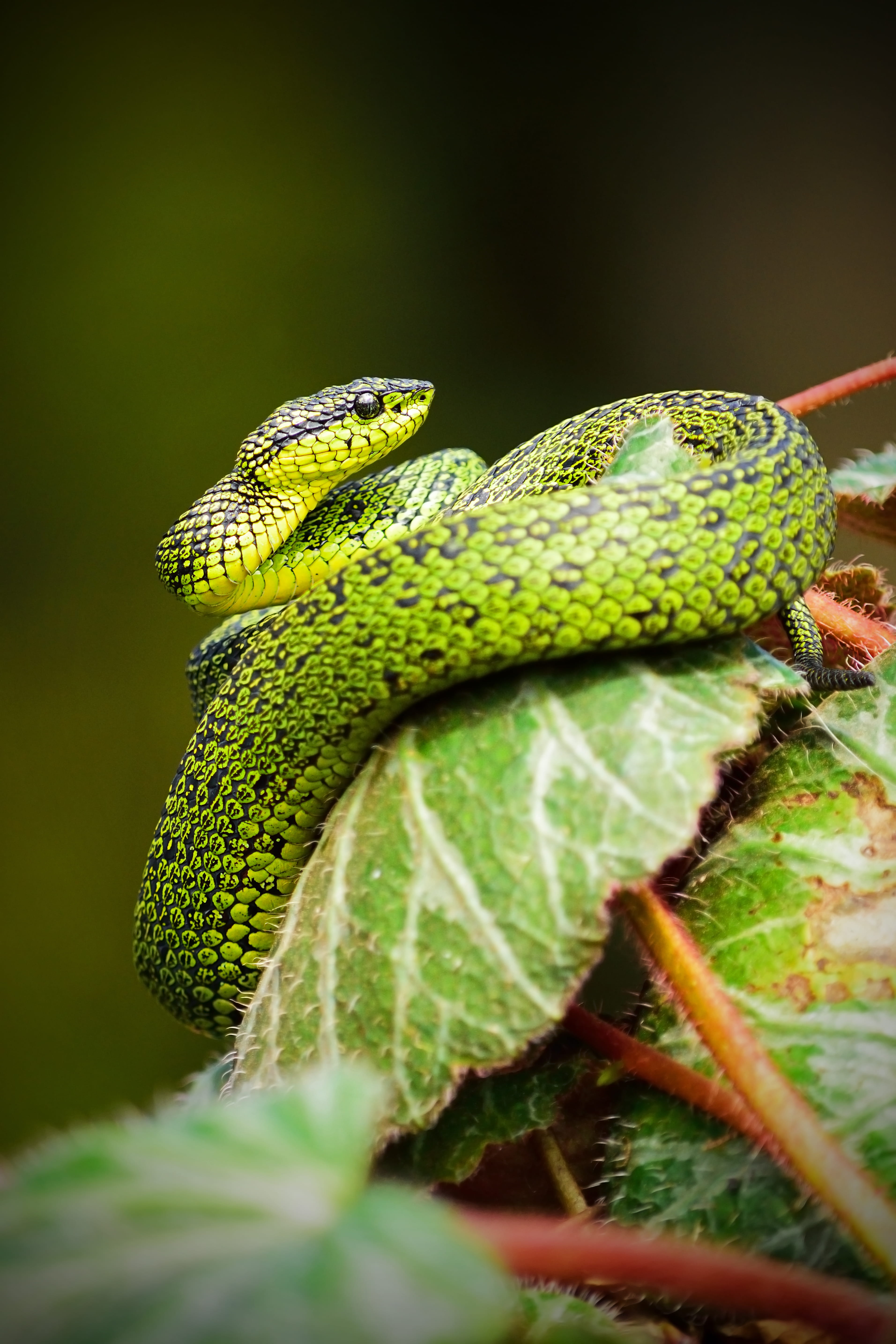 vertebrate, close-up, vivid, wildlife, reptiles, viper, animal head, green snake, green Color, no people, animal Scale, outdoors, 5K, tree, day, animal themes, Phone HD Wallpaper