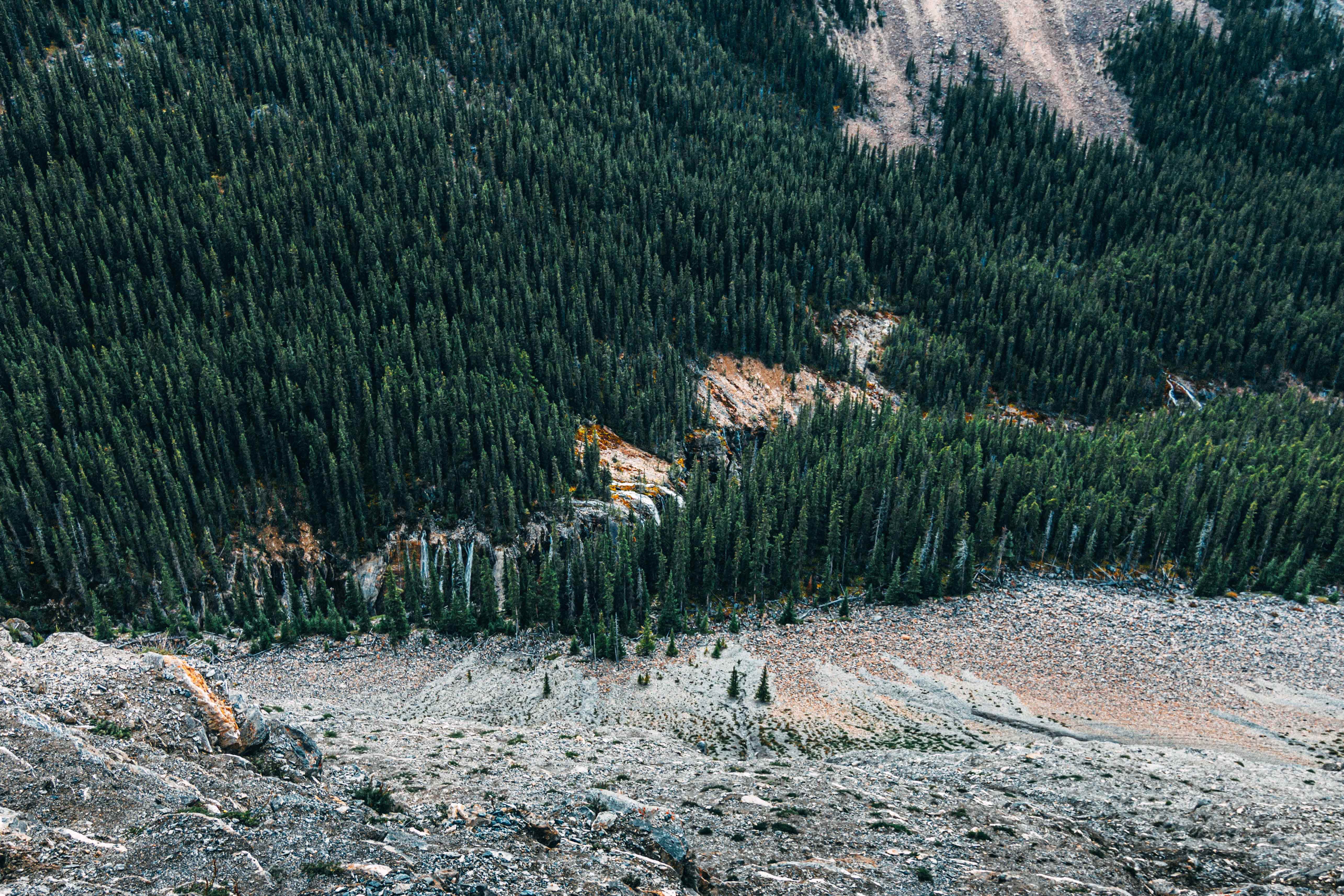 national, public domain, no People, day, rural Scene, scenics - nature, pinaceae, nature, green pine, pine woodland, pine trees, land, scenery, Alberta, HD Wallpaper