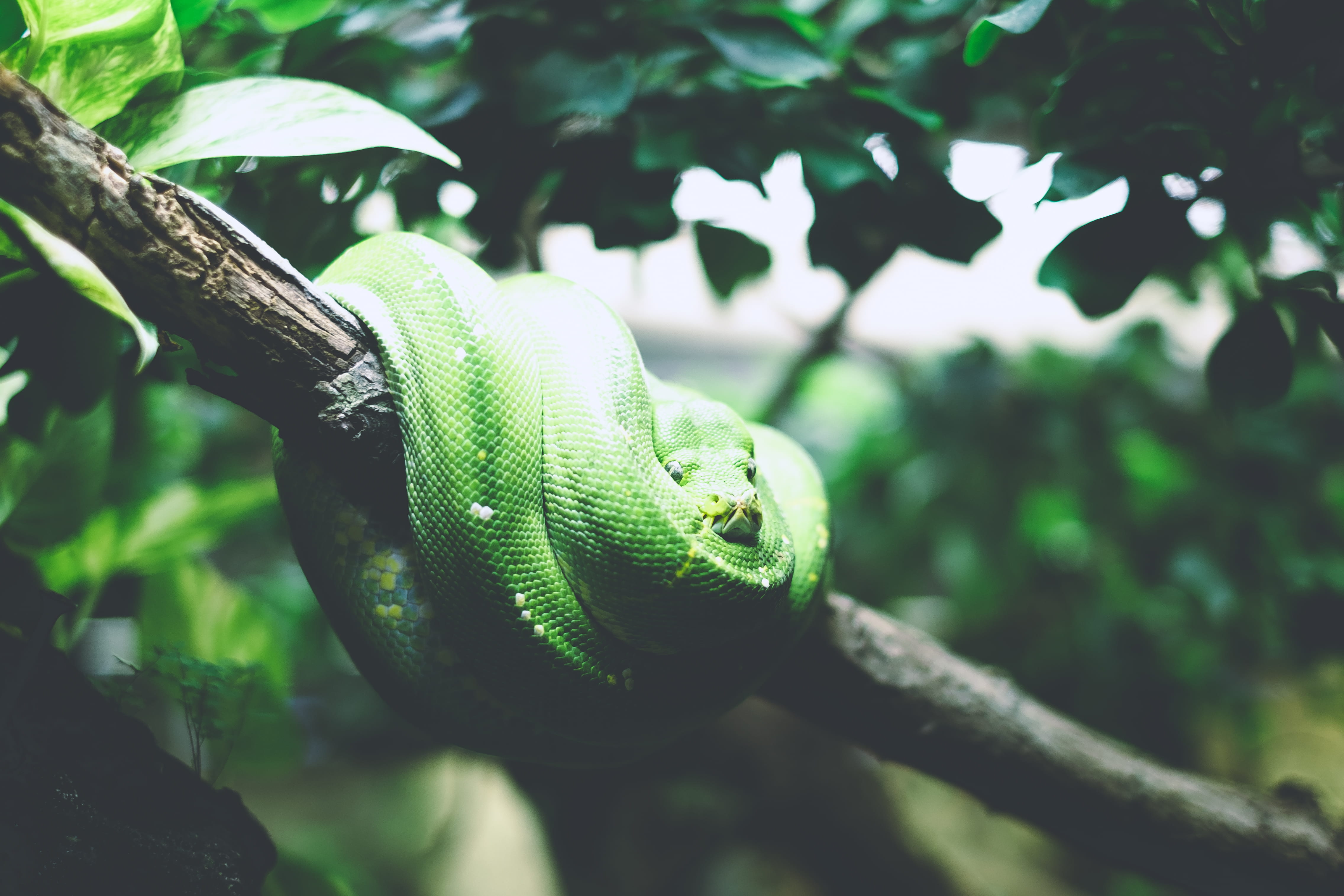 animal scale, jungle, no people, tropical, animal themes, focus on foreground, one animal, curled up, rainforest, snake, plant, leafe, 4K, forest, tree, HD Wallpaper