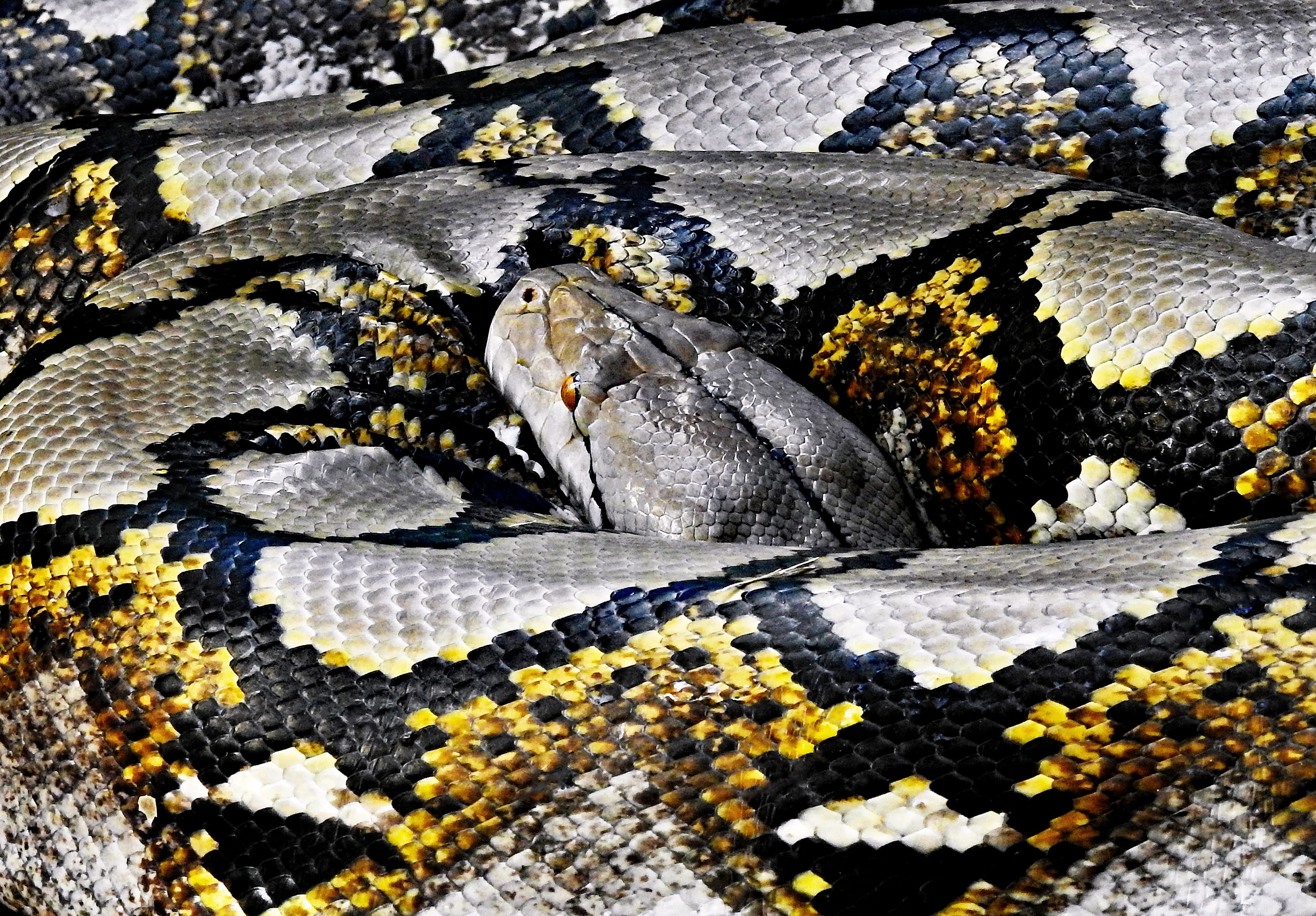 vertebrate, gray, animal, reptile, resting, beauty in nature, pattern, close-up, animals in the wild, black, texture, camouflage, outdoors, coil, one animal, HD Wallpaper