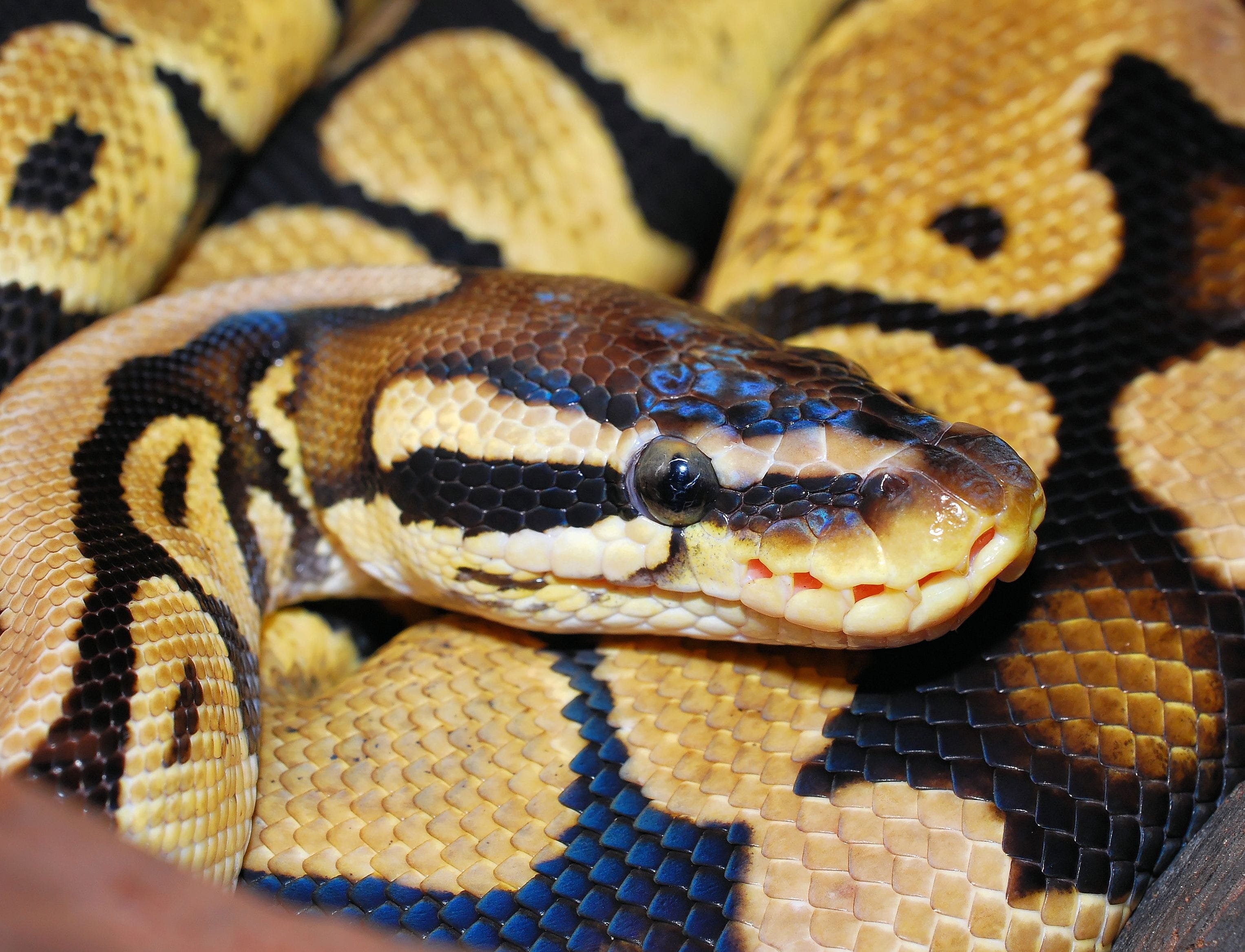 close, communication, animal, animal themes, reptile, animal head, one animal, 2K, animal wildlife, natural pattern, no people, ball python, animal tongue, HD Wallpaper