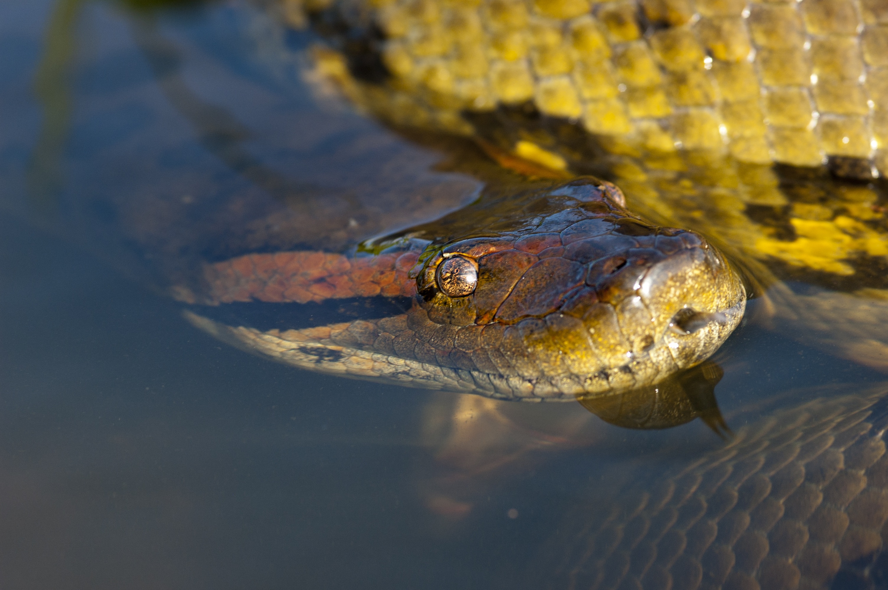 animal themes, no people, close, animal head, head, poisonous, outdoors, day, 2K, one animal, snake, photo, animal body part, sea, gray, reptile, south america, HD Wallpaper