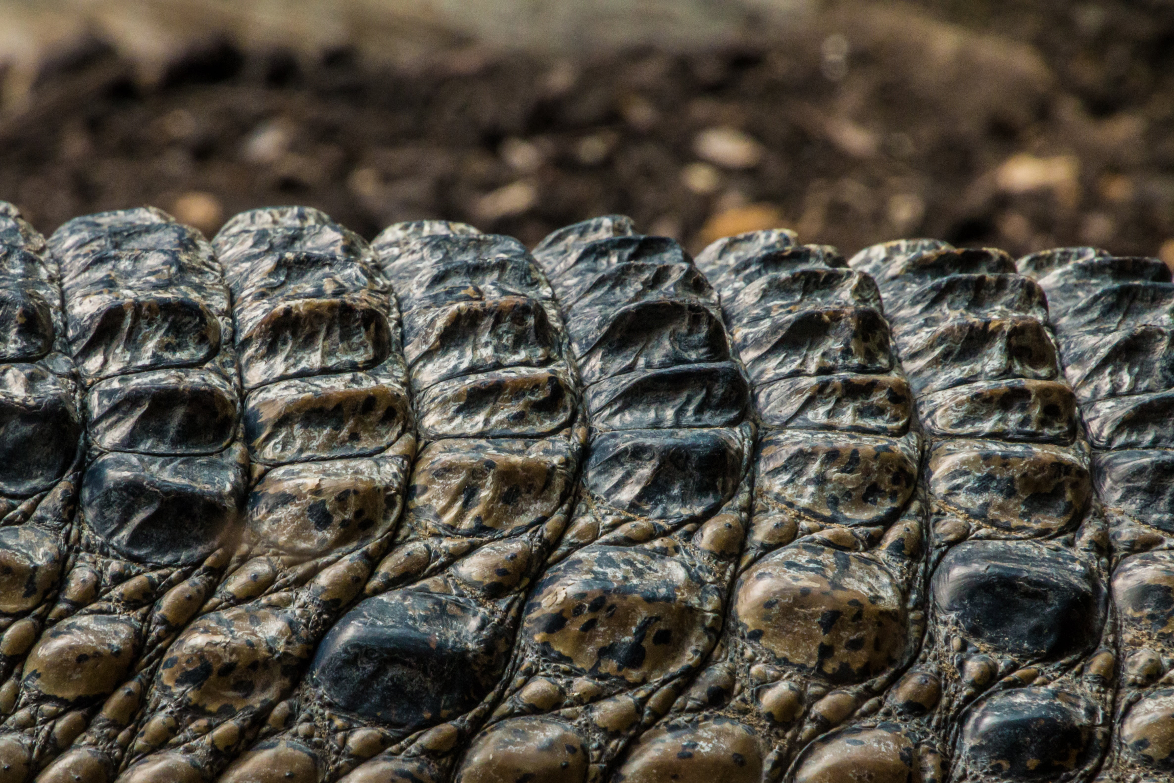 reptile, nature, ancient, outdoors, 4K, s, old, animals in the wild, black, pattern, sculpture, close, scale, focus, day, focus on foreground, textured, HD Wallpaper