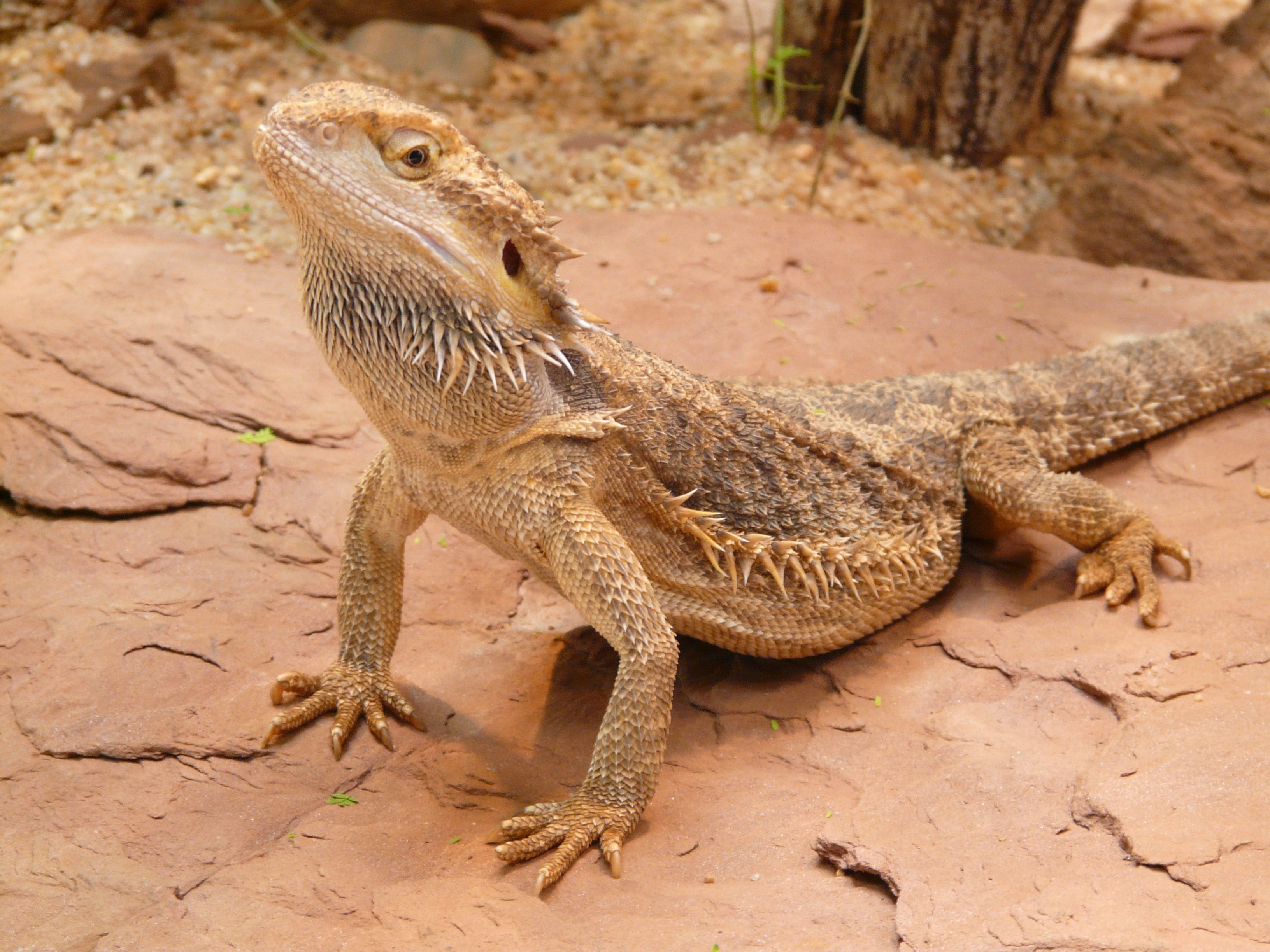 desert, outdoors, farbbartagame, iguana, lizard, creature, land, one animal, day, stone, no people, animal wildlife, animal, ground, animal body part, bearded, HD Wallpaper