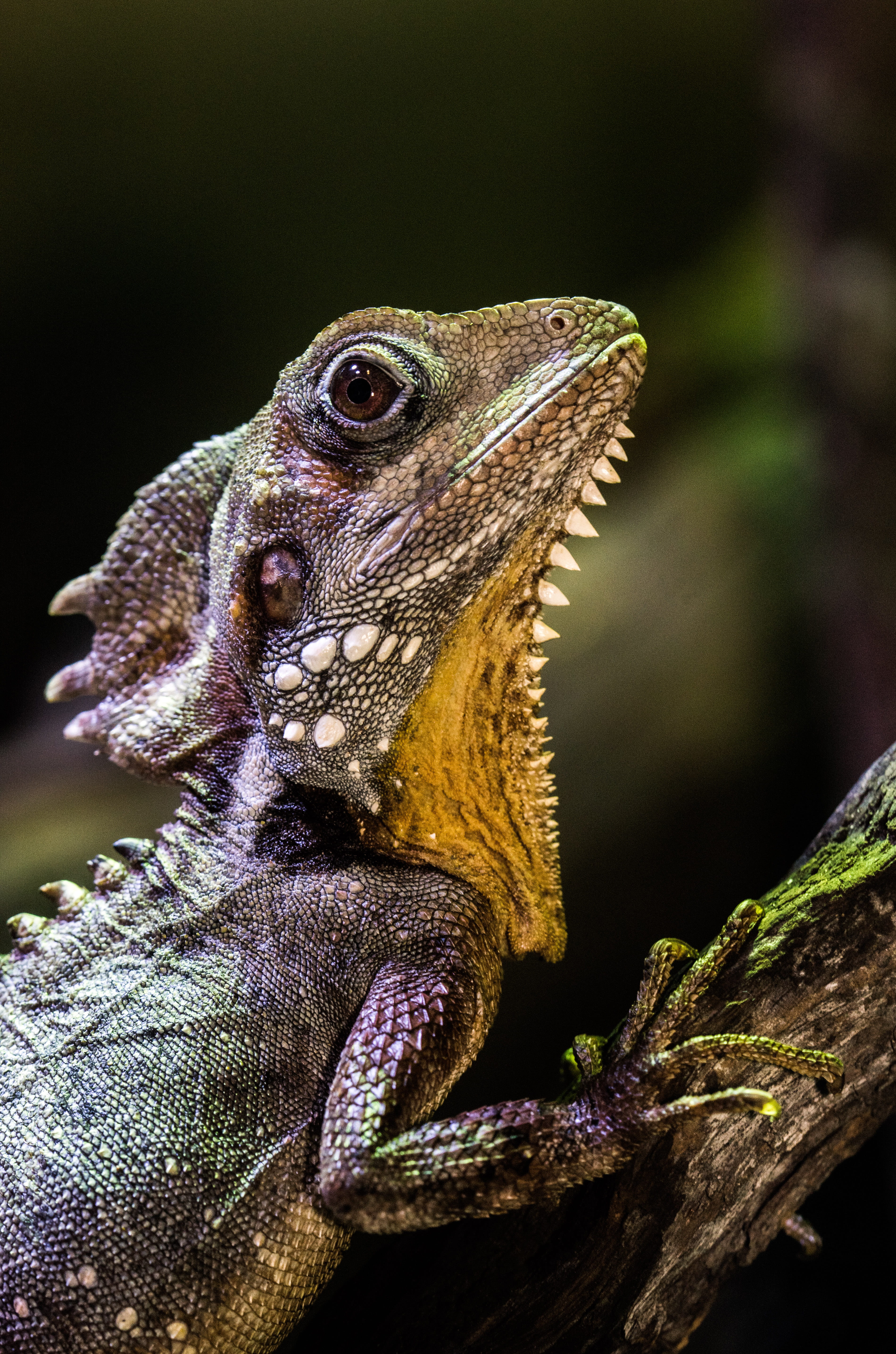 animal head, selective, macro, focus, vertebrate, tree, animal scale, photography, ridge, no people, plant, dragon lizard, reptile, branch, animal body part, Phone HD Wallpaper