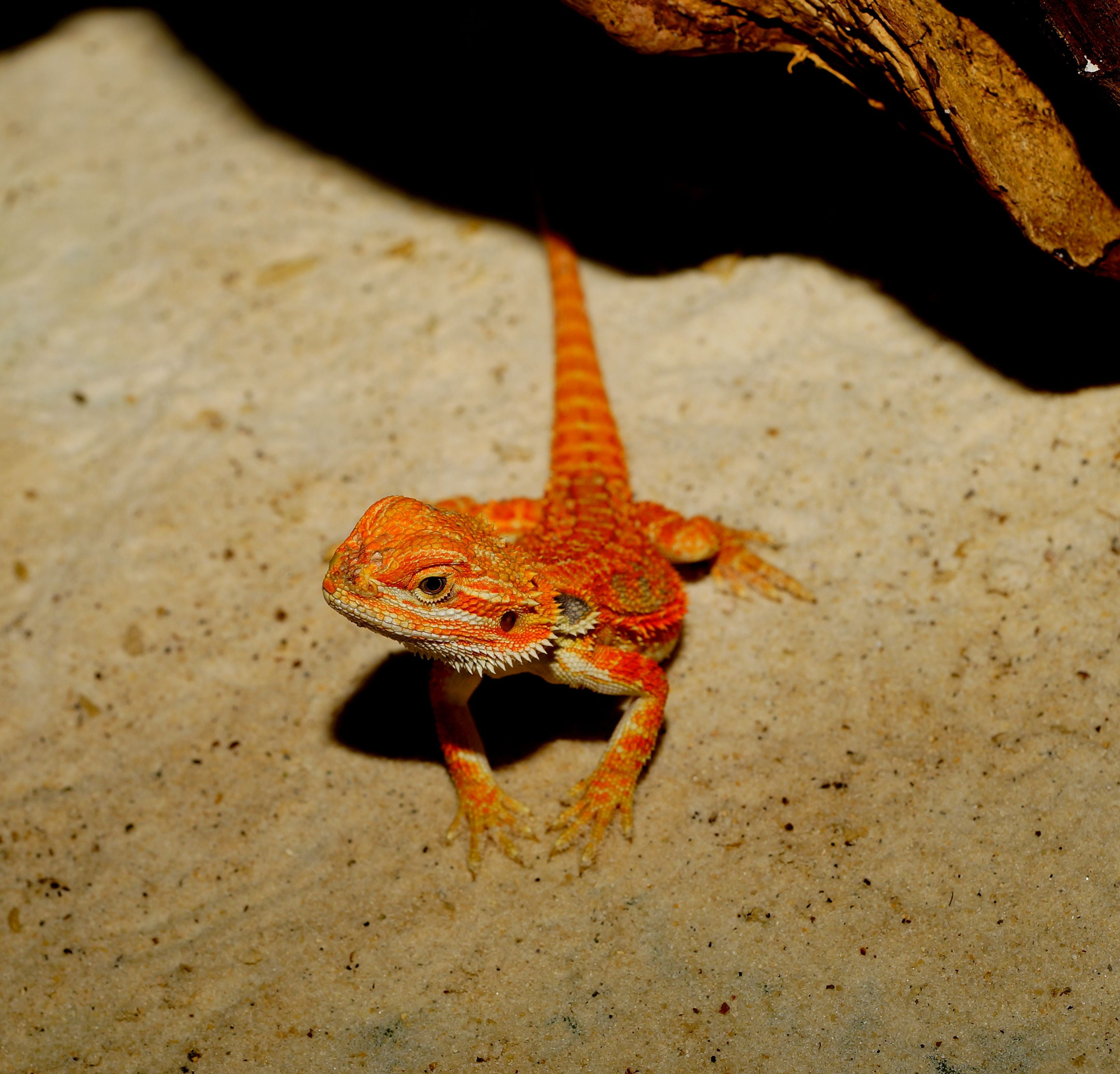 2K, orange color, reptile, dry, terrarium, focus on foreground, day, animal themes, animal wildlife, bearded, vertebrate, lizard, attention, nature, australia, HD Wallpaper