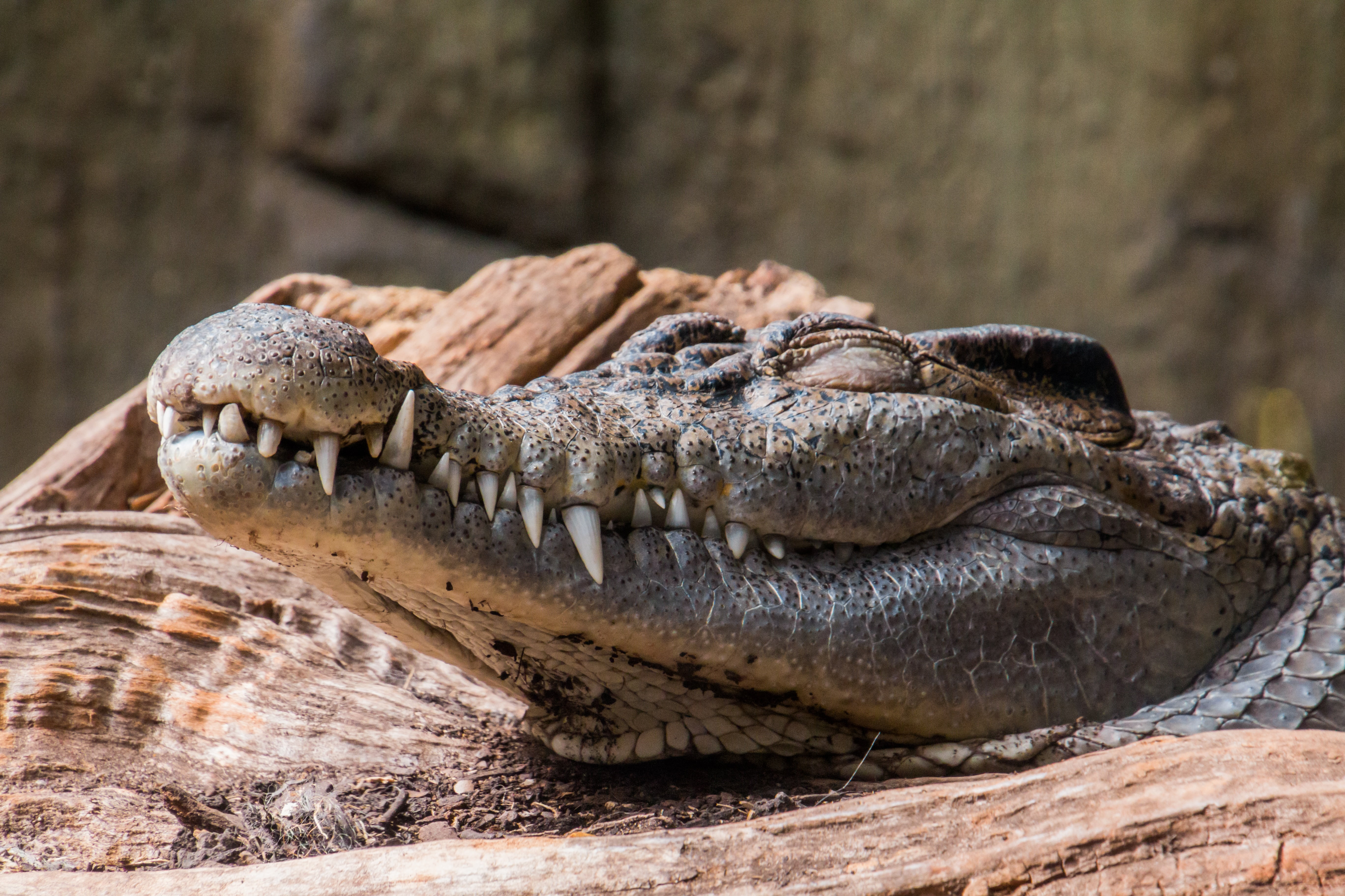 focus, tired, warning sign, animals hunting, sign, crocodile, animals in the wild, animal head, tooth, animal body part, reptile, communication, one animal, HD Wallpaper
