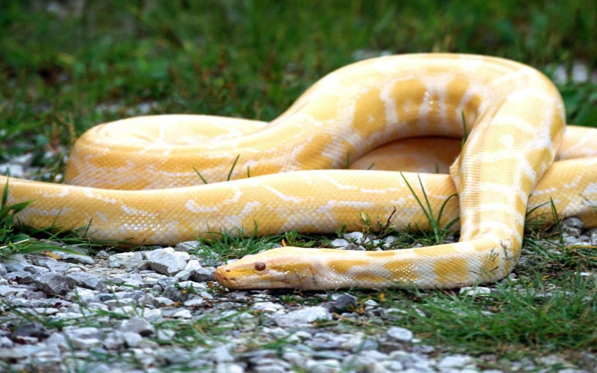 animals in the wild, animals, surface level, selective focus, nature, reptiles, outdoors, animal, vertebrate, fish, reptile, day, food and drink, food, HD Wallpaper