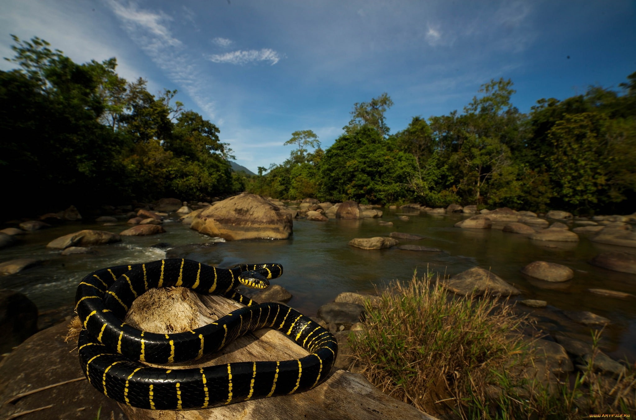 1080P, rock, animals, nature, reptiles, snake, HD Wallpaper