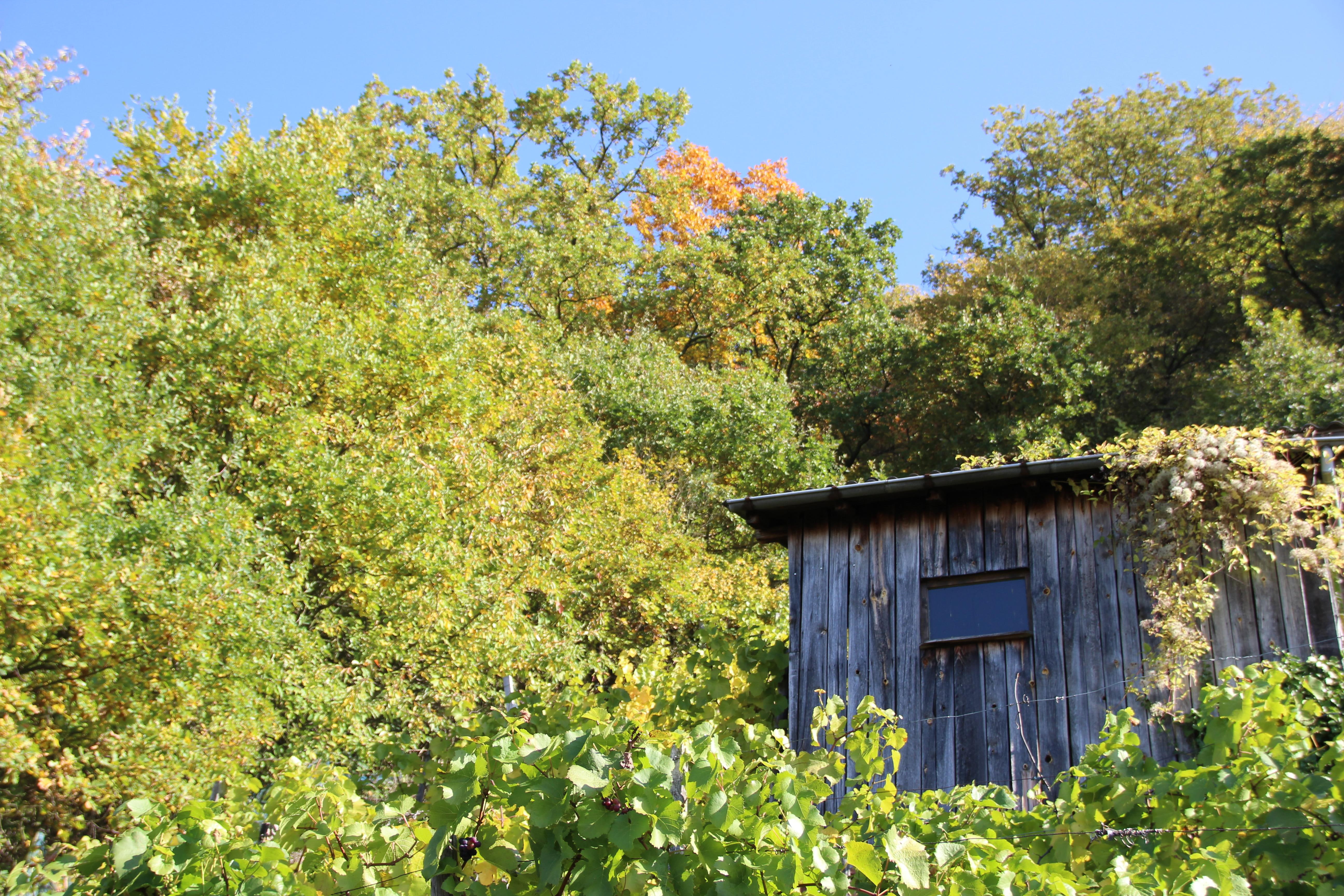 nature, 5K, autumn, shack, homeland, trees, HD Wallpaper