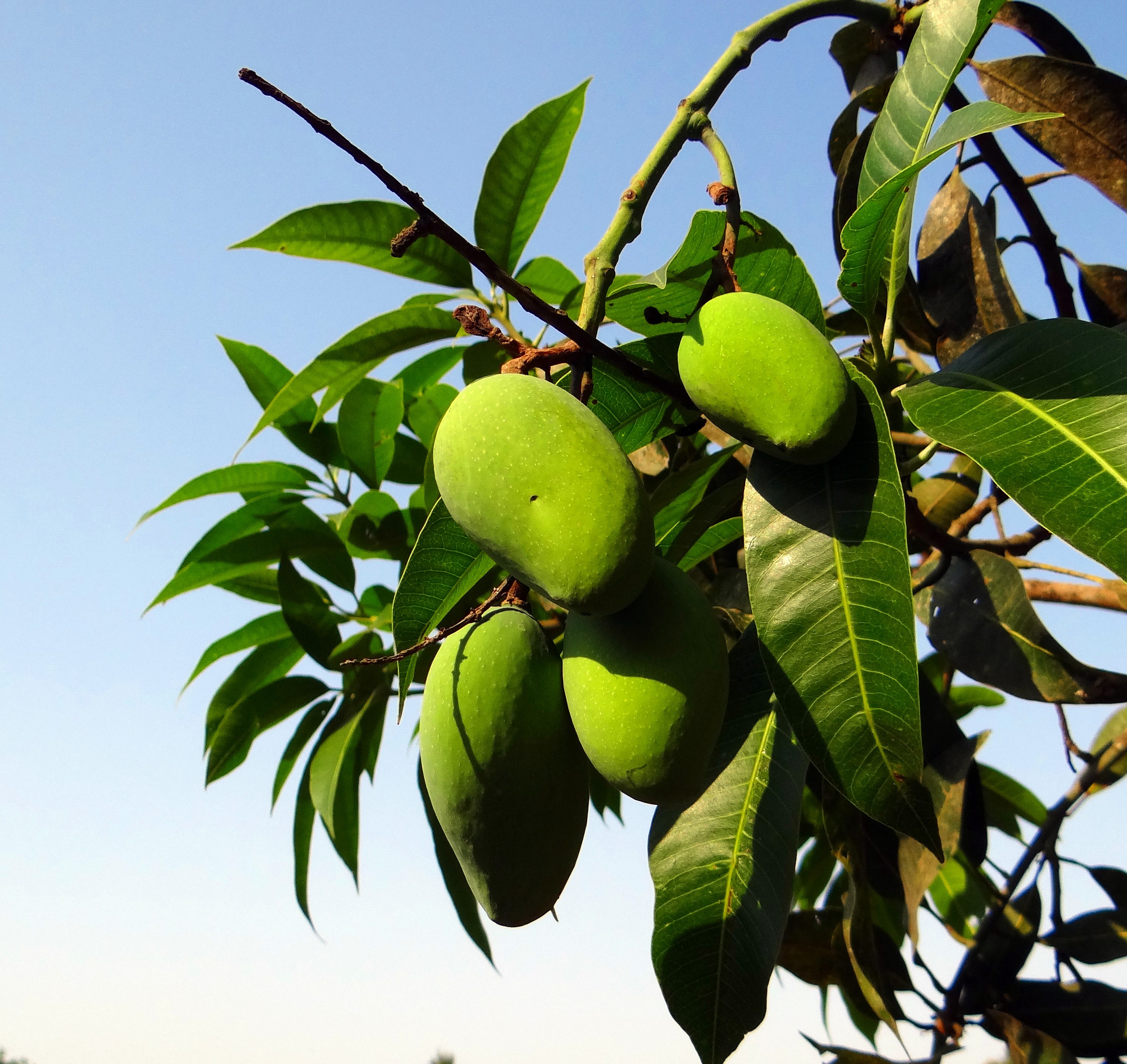 no people, fruit tree, tree, nature, local strain, sky, food and drink, plant, mango, outdoors, india, growth, ripe, leaf, green, plant part, wellbeing, HD Wallpaper