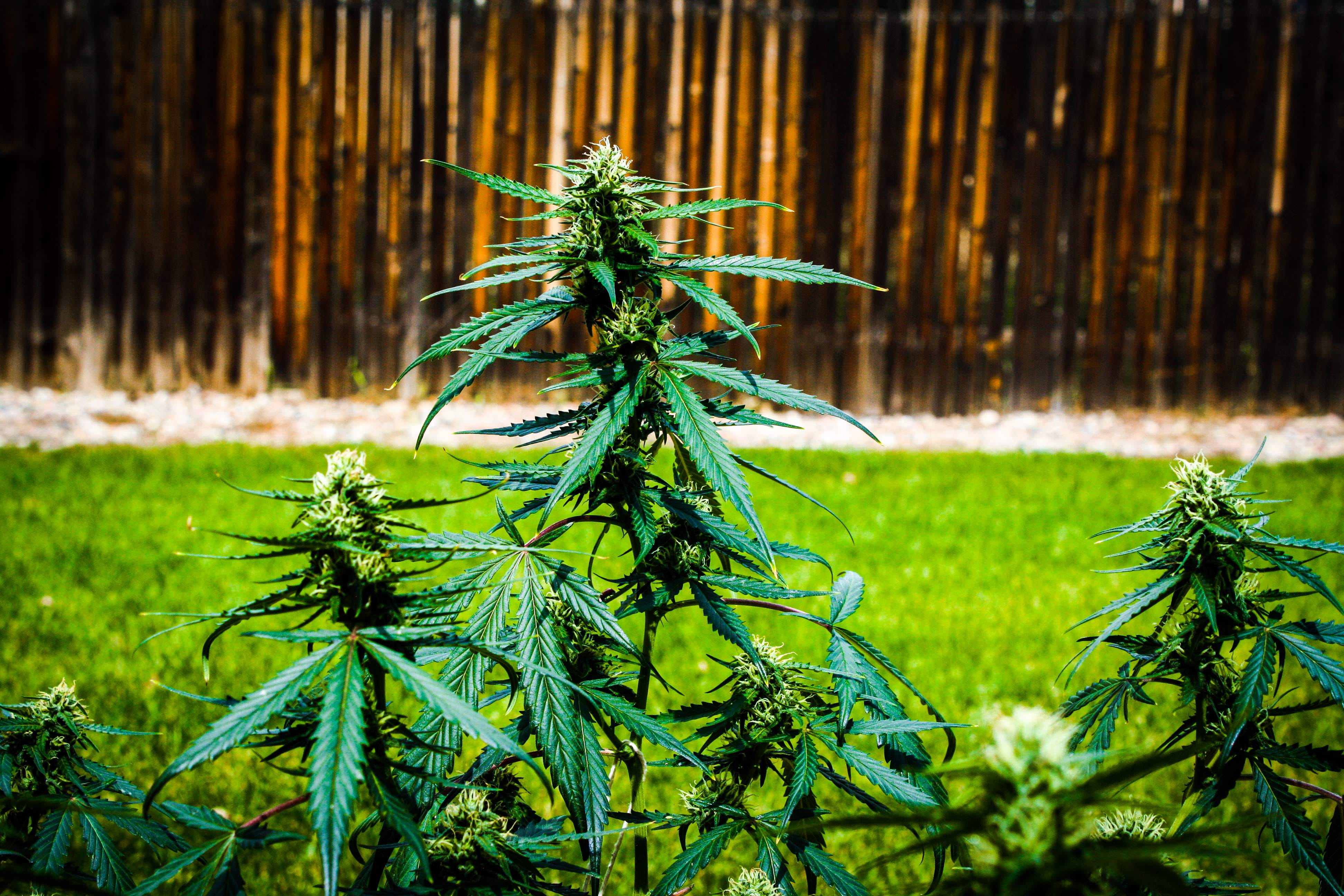 close-up, no people, outdoors, beary white strain, nature, grass, 420 friendly, sativa, day, mary jane, amendment 64, plant, leaf, focus on foreground, HD Wallpaper