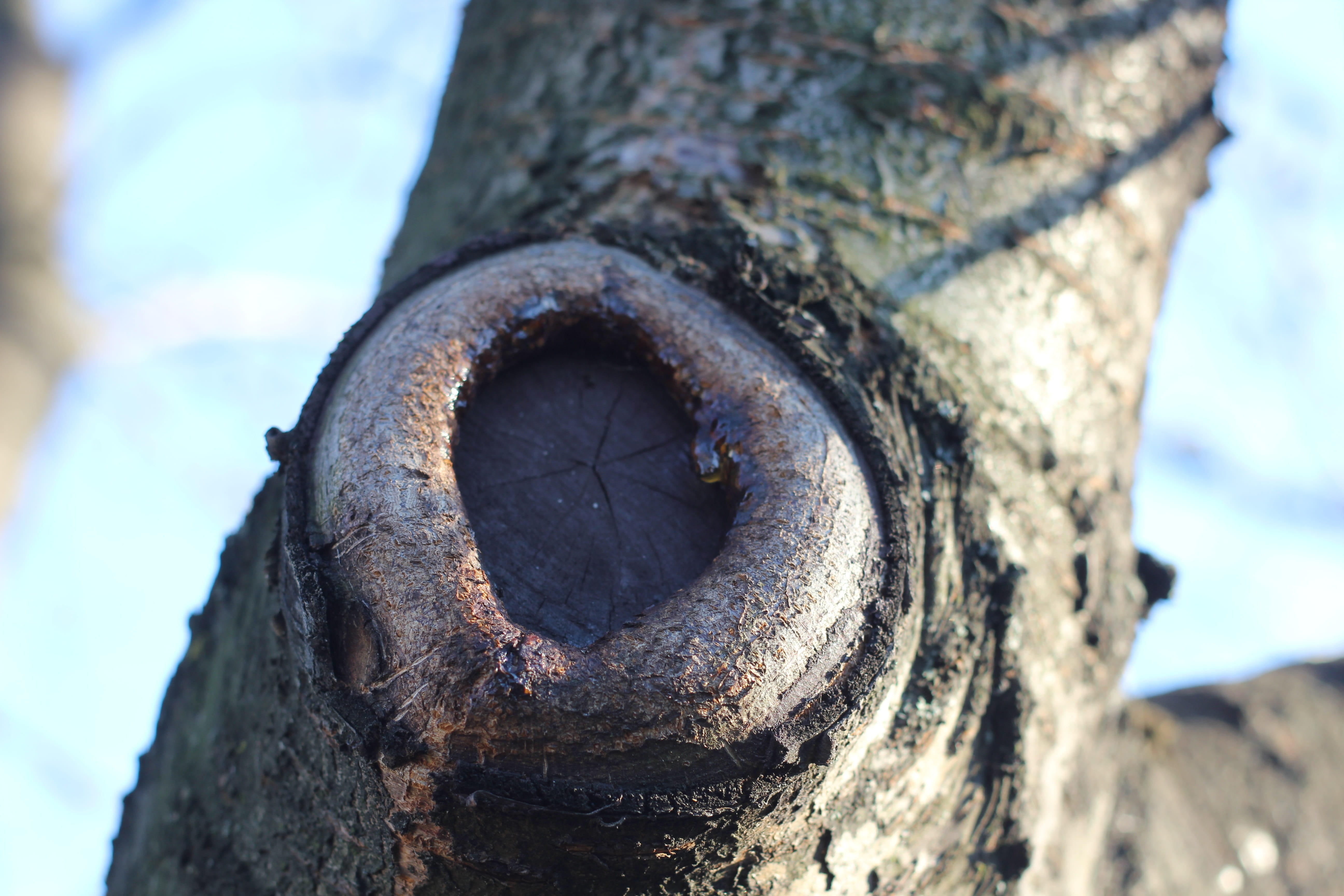 textured, wood - material, weathered, sunlight, bark, metal, plant, strain, outdoors, animal, rusty, close-up, no people, kura, shape, focus on foreground, HD Wallpaper