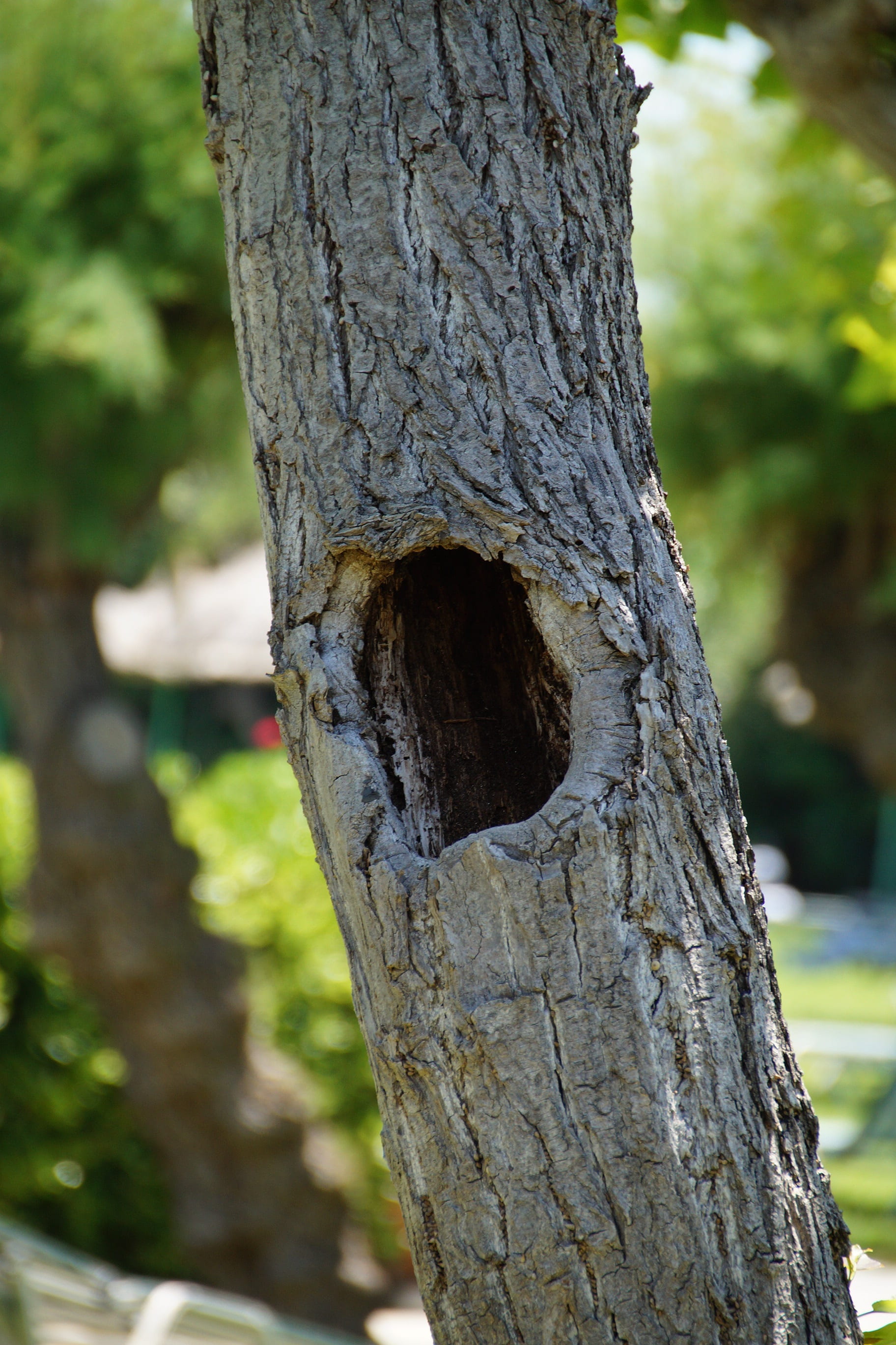 point, land, beauty in nature, no people, plant bark, strain, growth, textured, bark, dwelling, nature, hole, rough, focus on foreground, day, 2K, sunlight, Phone HD Wallpaper