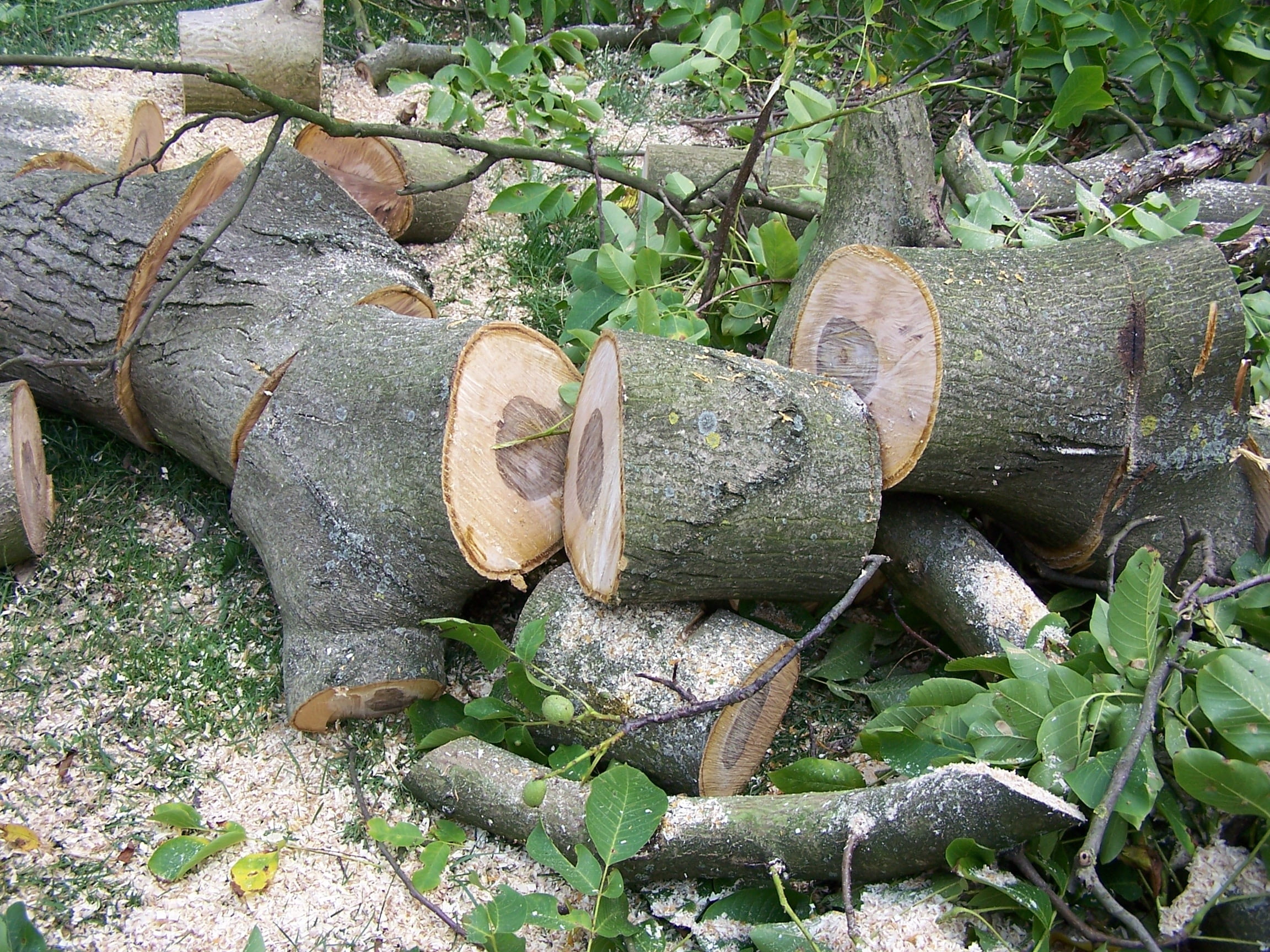 strains, tree, woodworks, day, rock, forest, sawdust, plant part, timber, wood, broken, firewood, growth, stack, no people, leaf, 1080P, nature, sawn, HD Wallpaper
