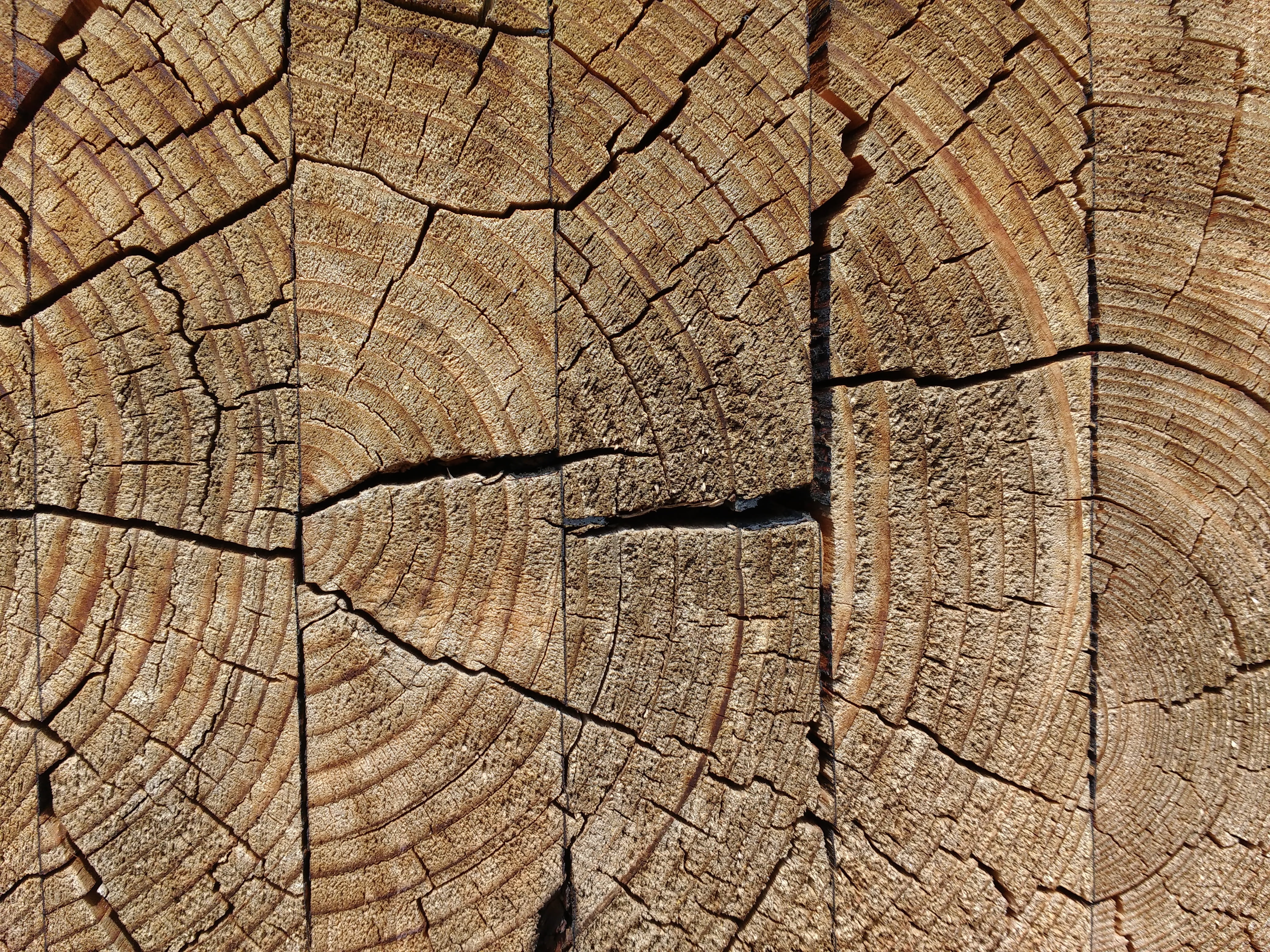 jumped, wood, weathered, day, backgrounds, annual rings, tree ring, close-up, textured, old, nature, cracked, tree stump, environmental issues, glued, trunk, HD Wallpaper