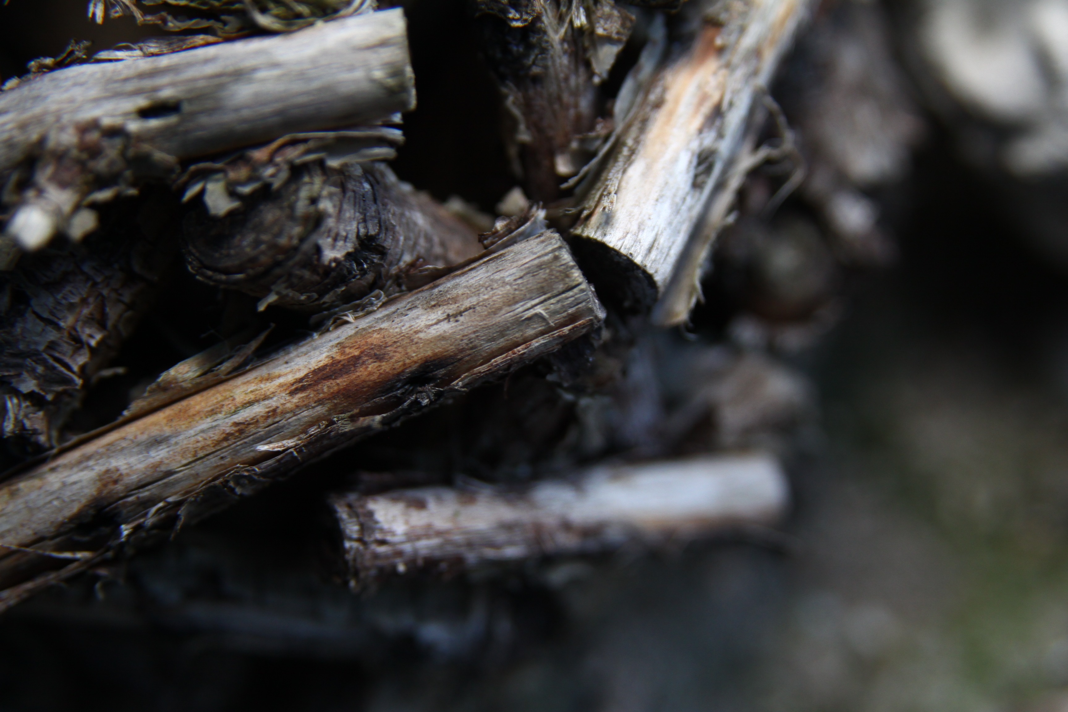 nature, wood, fossil fuel, deforestation, full frame, wood - material, backgrounds, firewood, tree, close-up, no people, glued, horse mackerel, selective focus, HD Wallpaper