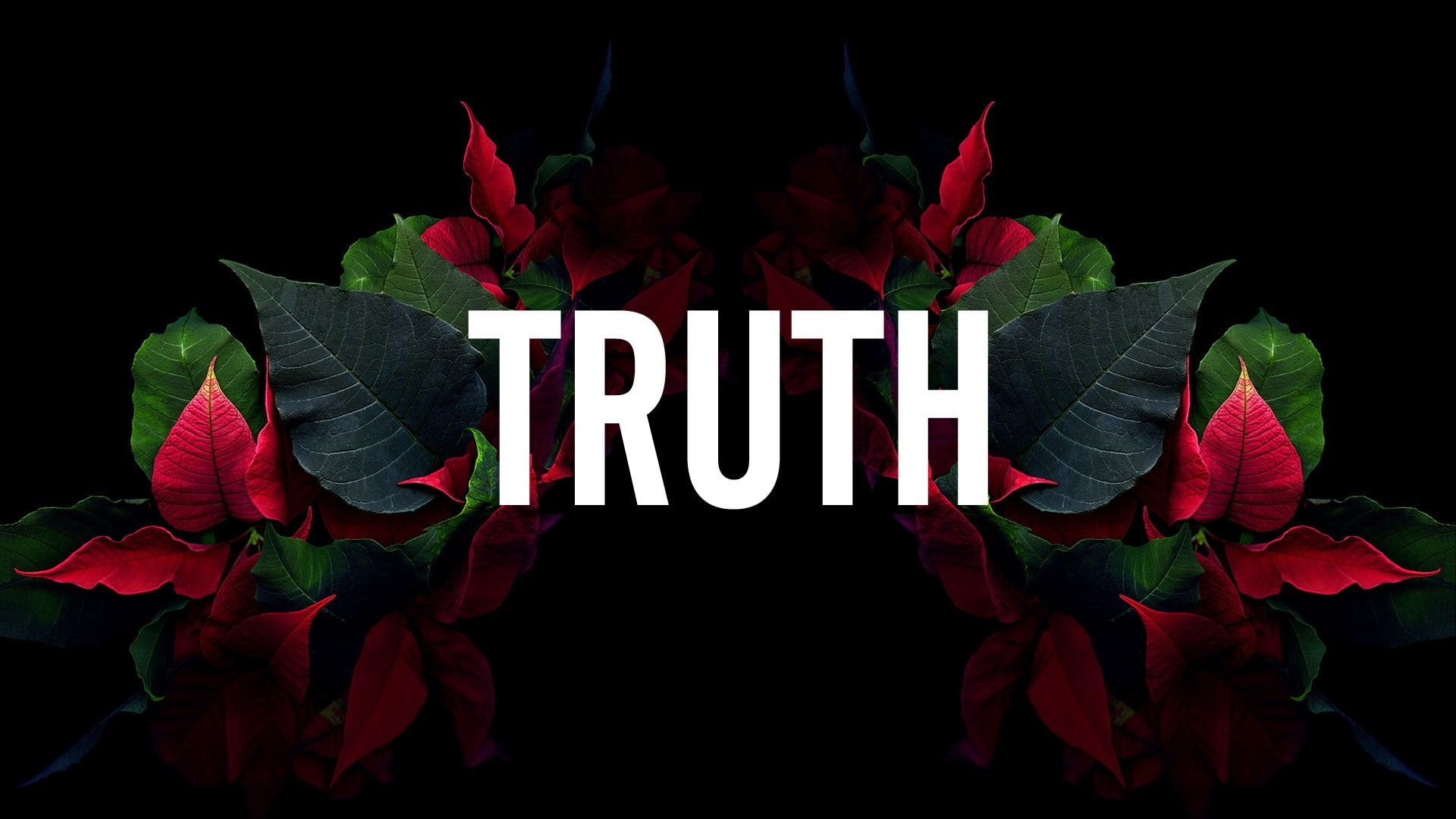 communication, fragility, leaves, message, flowers, Others, flowering plant, black background, 1080P, nature, freshness, truth hurts, flower, no people, HD Wallpaper