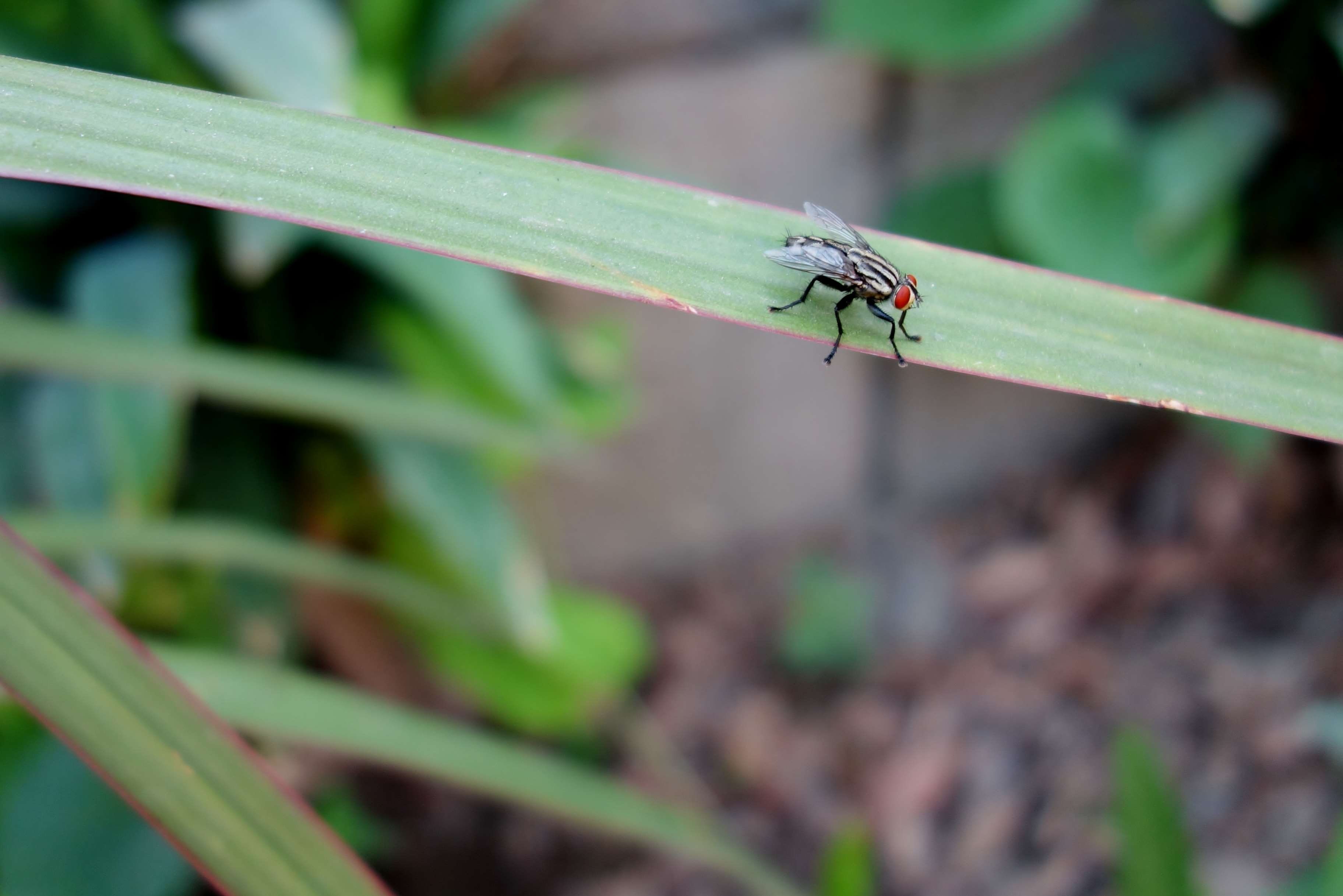 nature, invertebrate, rx100, animal, one animal, sony rx100, animal wildlife, green color, insect, plant, outdoors, close-up, animals in the wild, plant part, HD Wallpaper