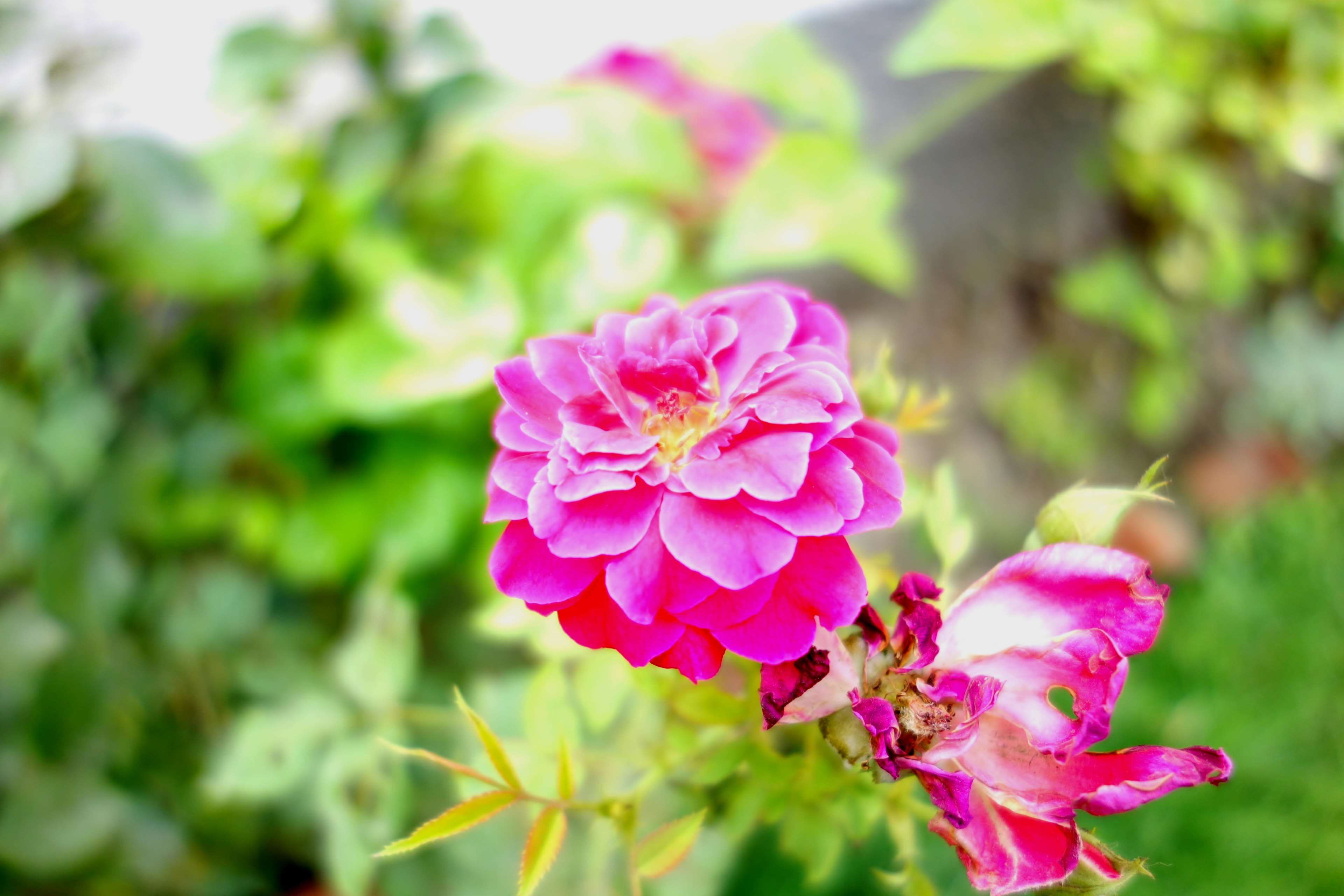 petal, growth, 4K, leaf, no people, pink color, outdoors, close-up, green color, plant, fragility, springtime, rx100, day, nature, flower, freshness, sony rx100, HD Wallpaper