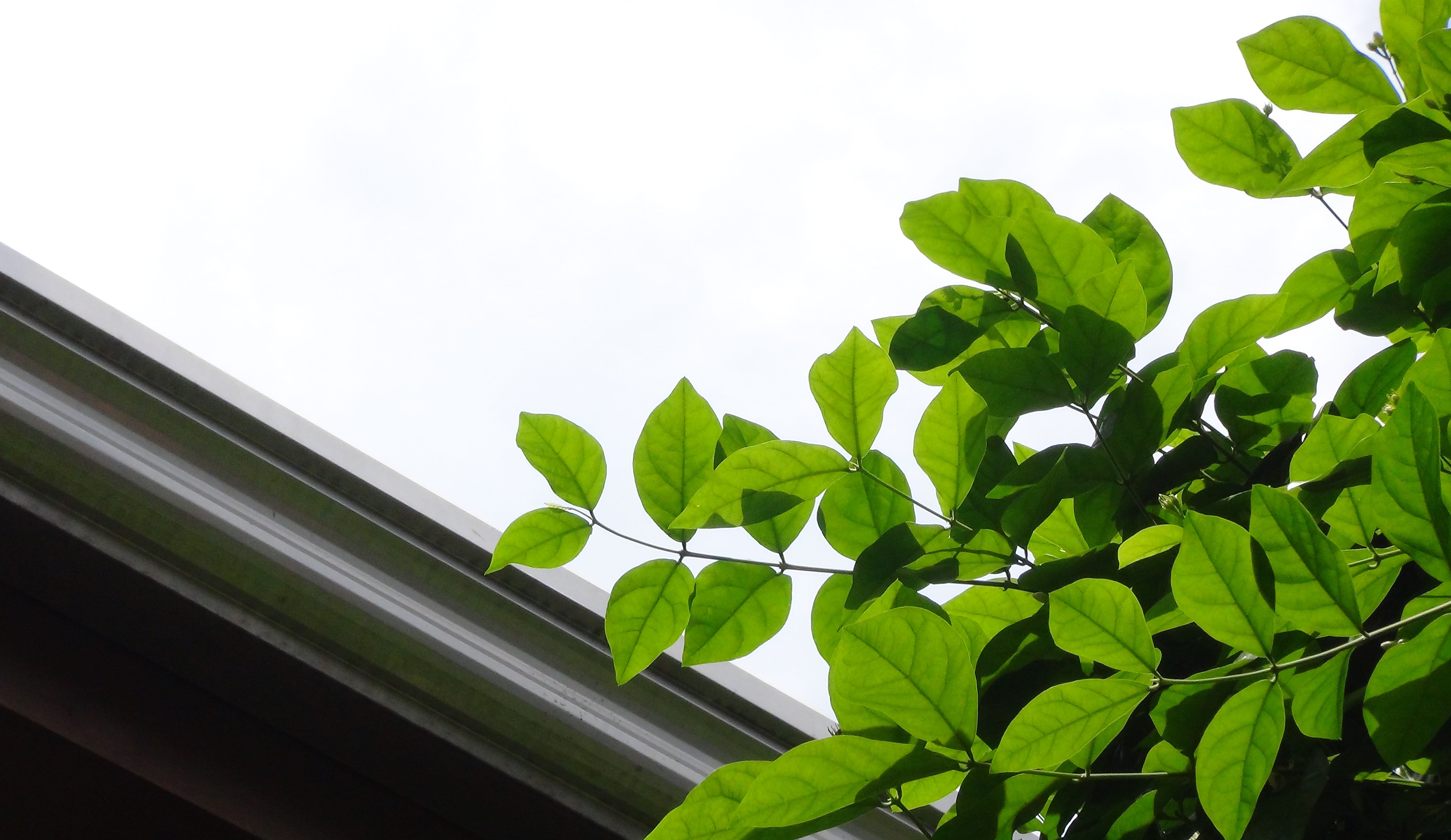 nature, tree, 5K, low angle view, outdoors, minimalist, metro manila, manila, built structure, day, no people, ph, plant part, sunlight, growth, arabian jasmine, HD Wallpaper