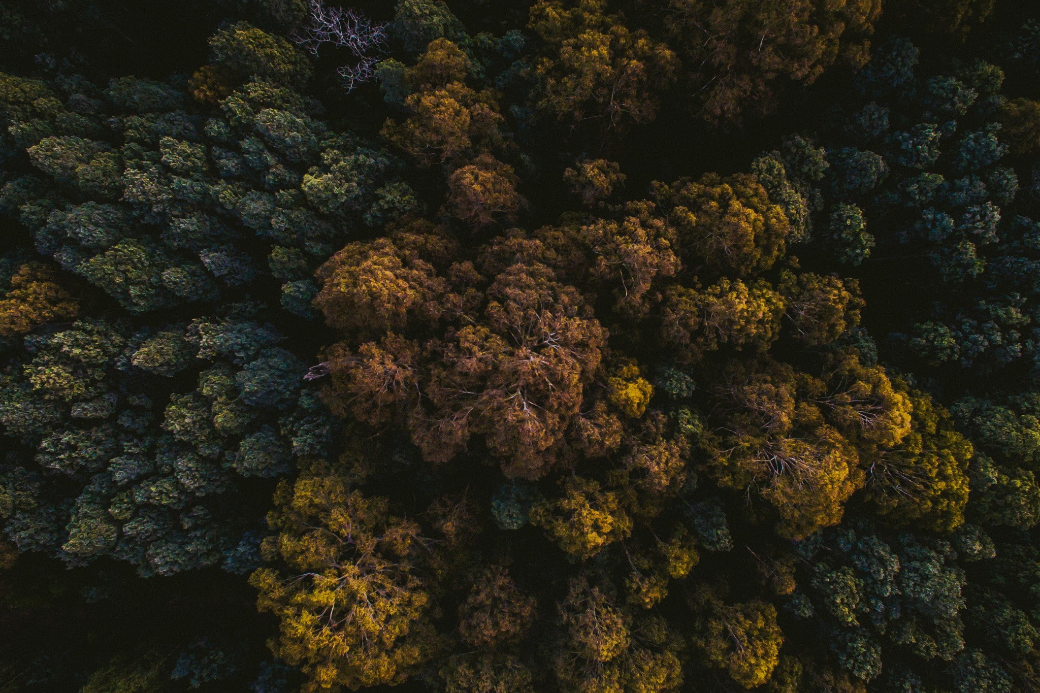 dark, top view, trees, tropical, 1080P, photography, forest, nature, HD Wallpaper