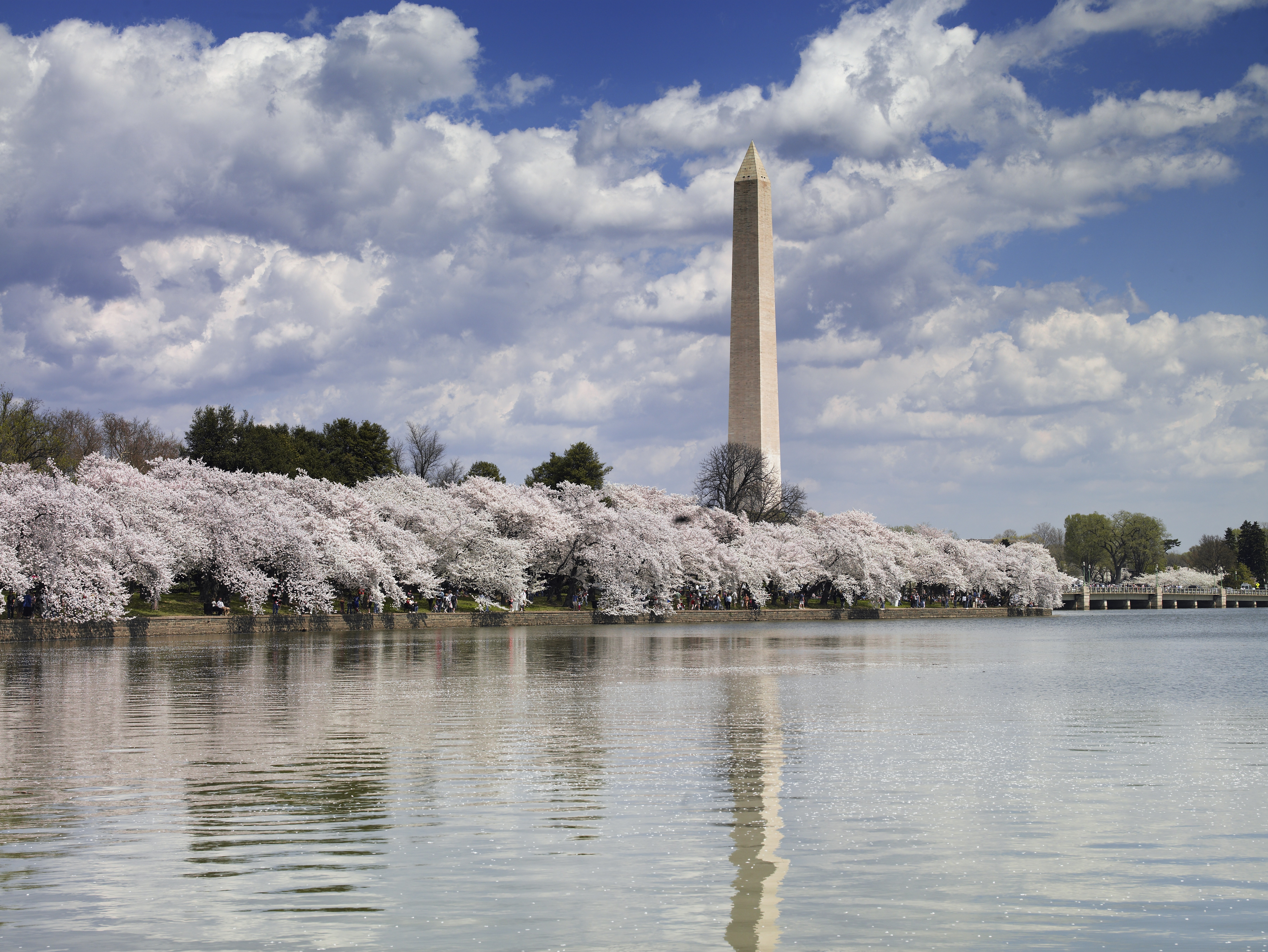 lake, washington monument, obelisk, tourism, spring, washington, nature, travel, blooming, reflection, flower, gray, plant, cloud - sky, dc, waterfront, HD Wallpaper