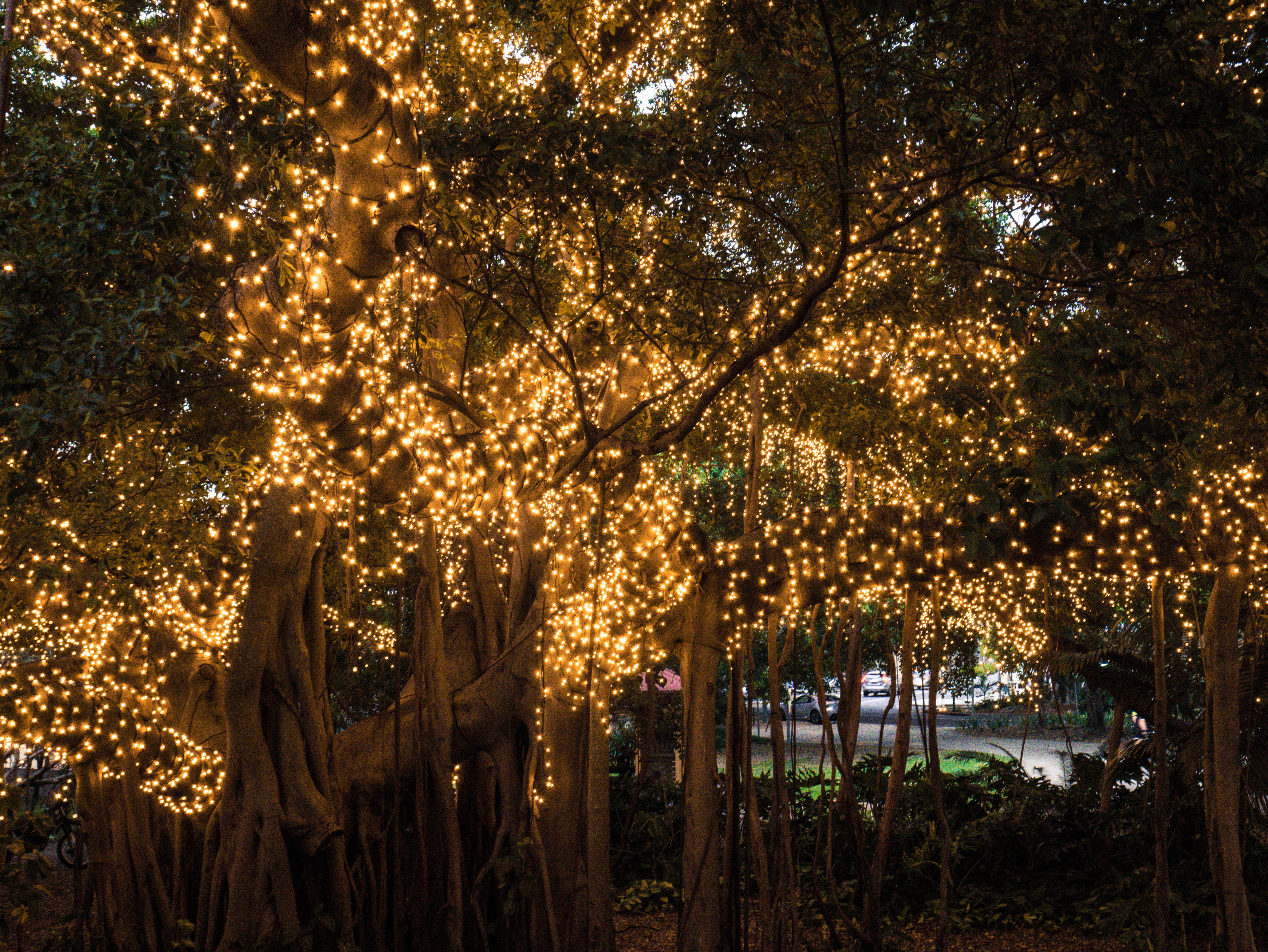sky, architecture, trees, lighting equipment, tree, bright, night, illuminated, outdoors, branch, streaming, land, australia, brisbane, art, glowing, qut, HD Wallpaper
